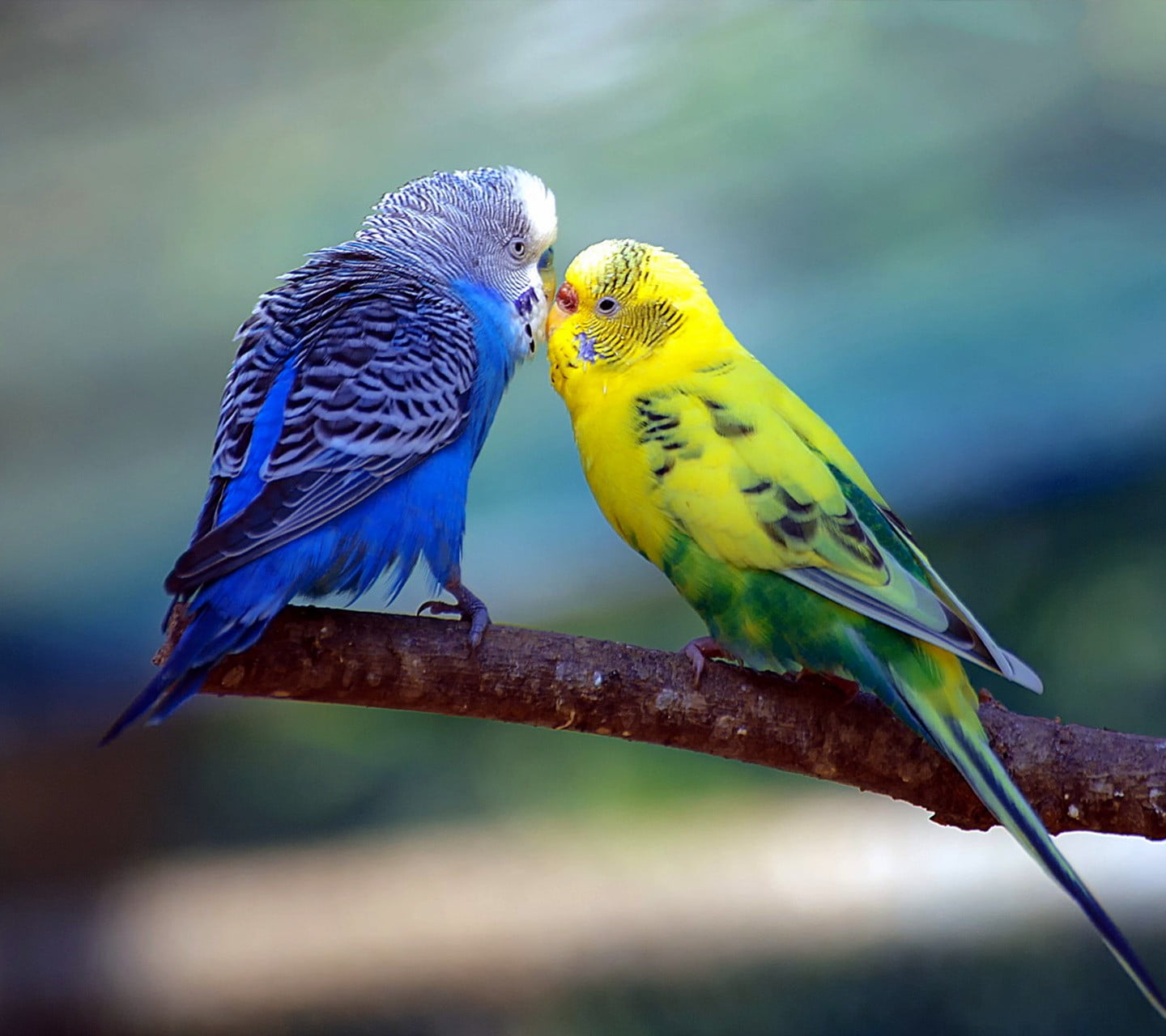 perching, blue, s, floral, two animals, women, togetherness, love, budgerigar, tropical rainforest, nature, vertebrate, 720P, sari, outdoors, bird, animal wildlife, HD Wallpaper