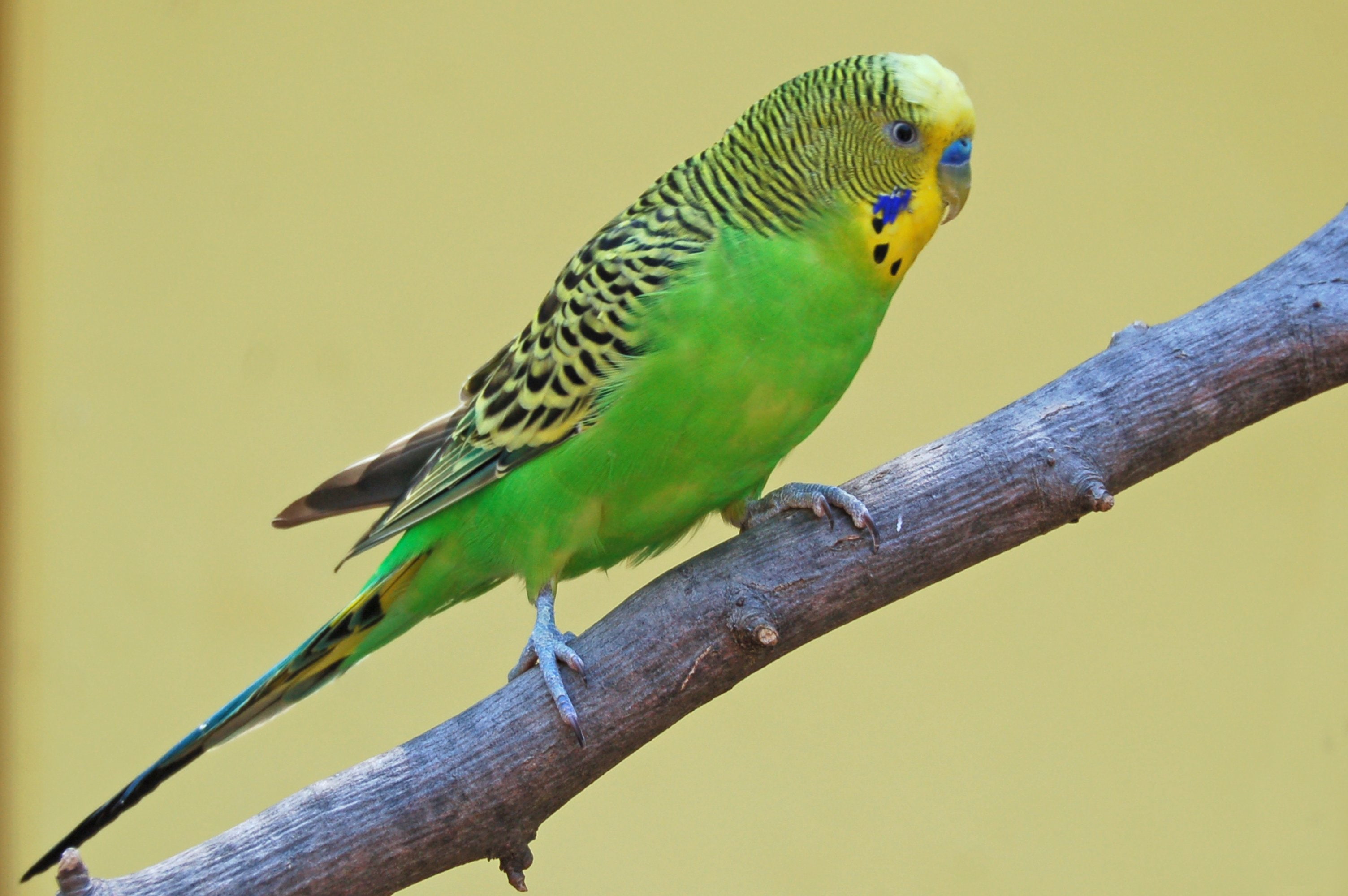 plant, Budgie, animal themes, 53, animal wildlife, bird, 2K, outdoors, parrot, animals in the wild, animal, focus on foreground, nature, one animal, no people, HD Wallpaper