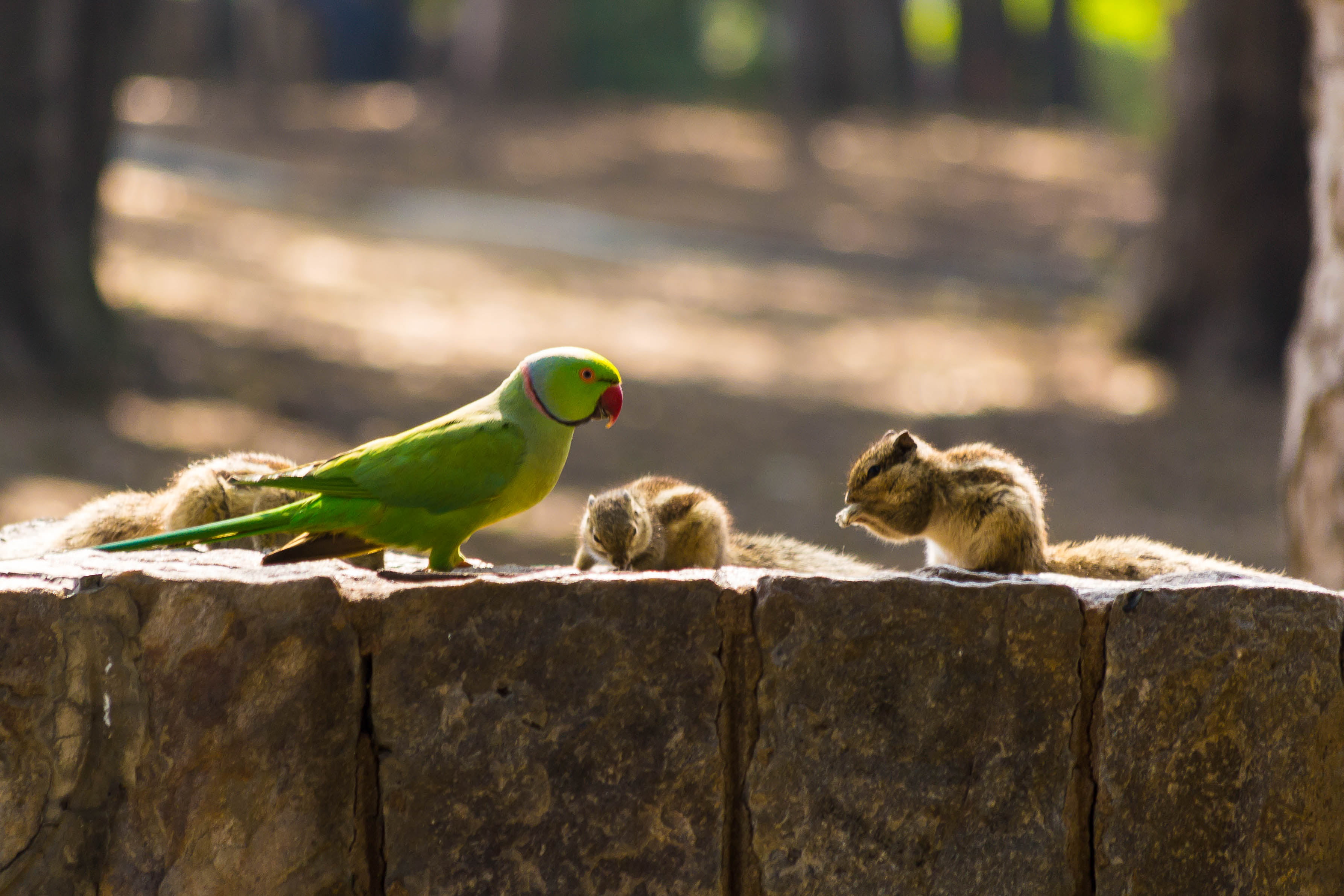 parakeet, chipmunks, ringneck, Travel, Lodi, rose, outdoors, Crop, animal, bricks, New Delhi, wildlife, DOF, Food, Kumaravel, bird, cute, nature, 2K, everyone, HD Wallpaper
