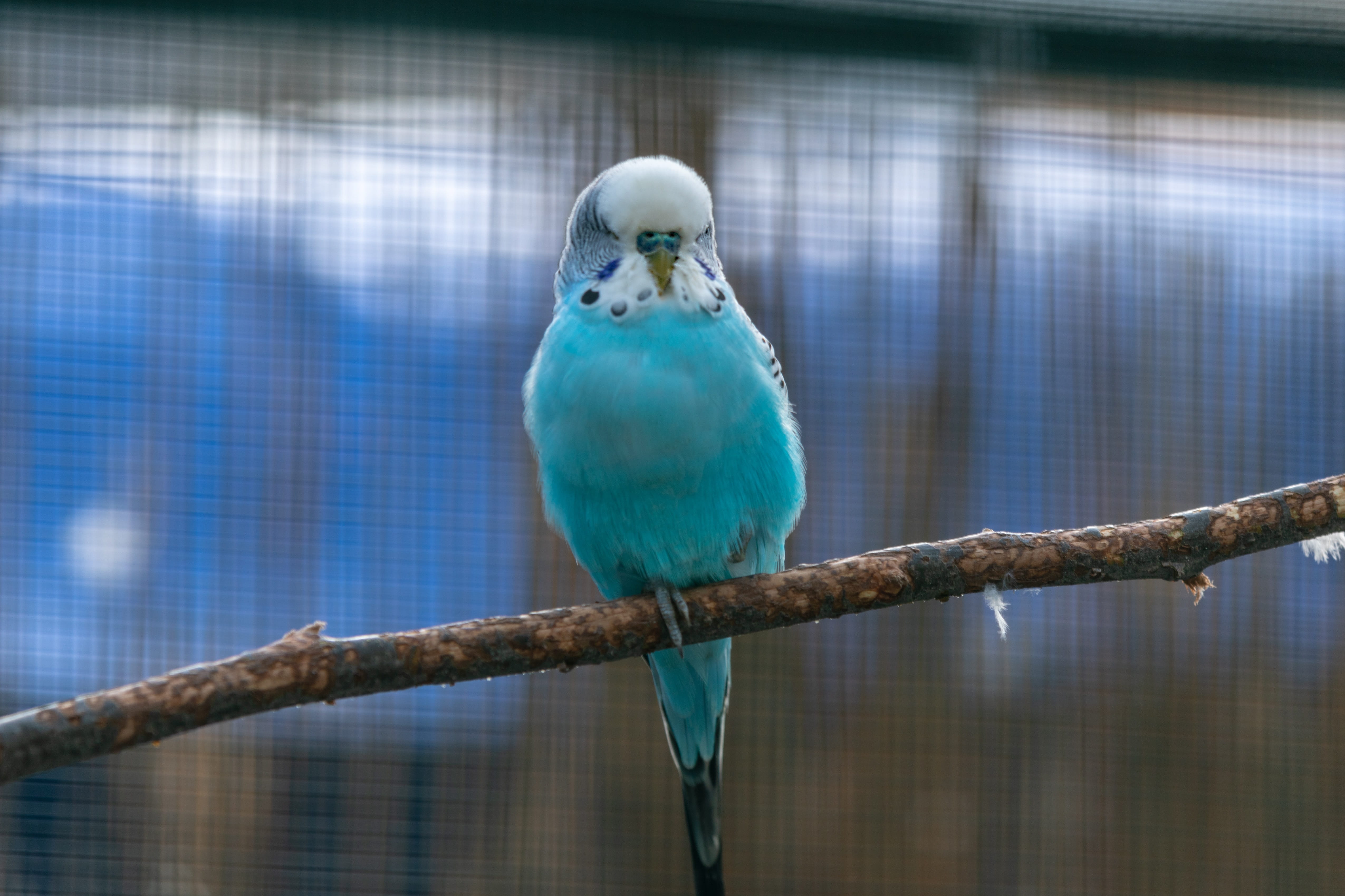 perching, bird, budgerigar, vertebrate, no people, full length, plumage, close-up, day, tree, blue, poultry, close up, branch, animal, parrot, animal wildlife, HD Wallpaper