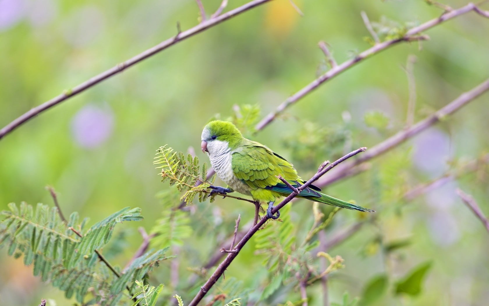 tree, close-up, animals In The Wild, songbird, no people, outdoors, feather, perching, wildlife, 720P, cute, focus on foreground, bird Watching, one animal, HD Wallpaper