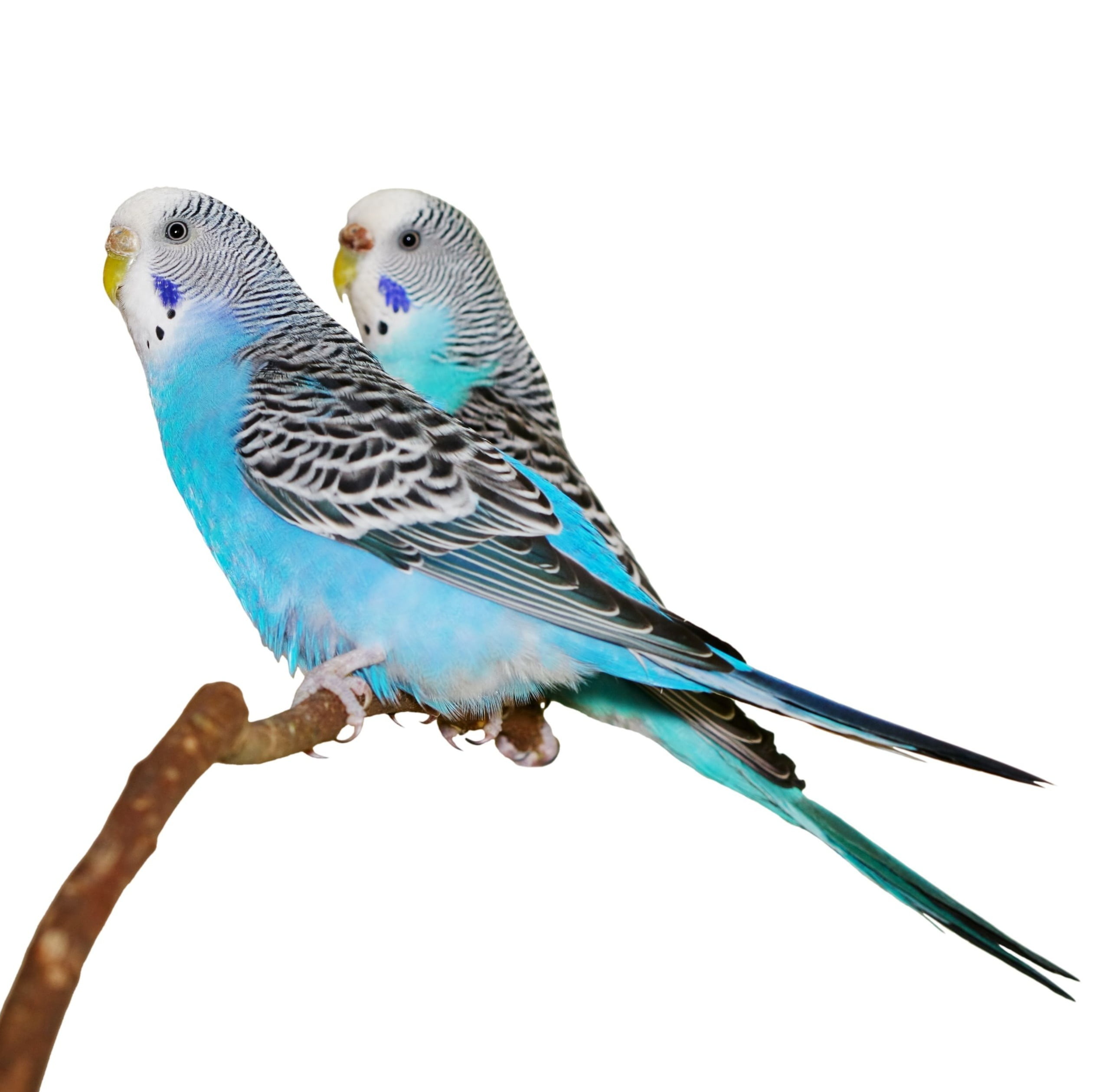 close-up, stick, one animal, bird, parakeets, 1080P, parakeet, clear sky, animal wildlife, blue, animals in the wild, nature, day, animal themes, animal, HD Wallpaper