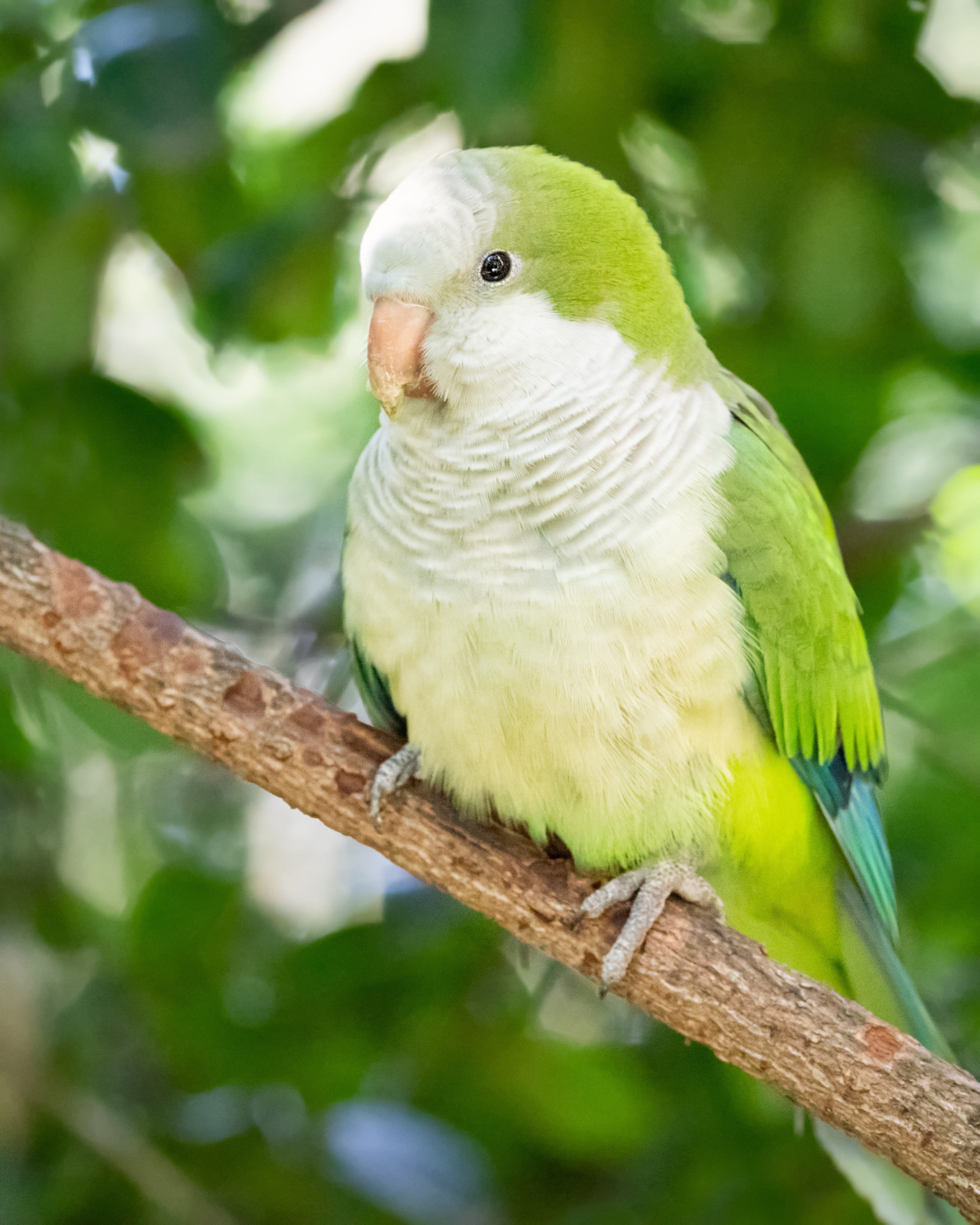 orange, pet, yellow, bird, colorful, close-up, animal, beautiful, one animal, day, no people, animal wildlife, white, green, wildlife, vertebrate, outdoors, Phone HD Wallpaper