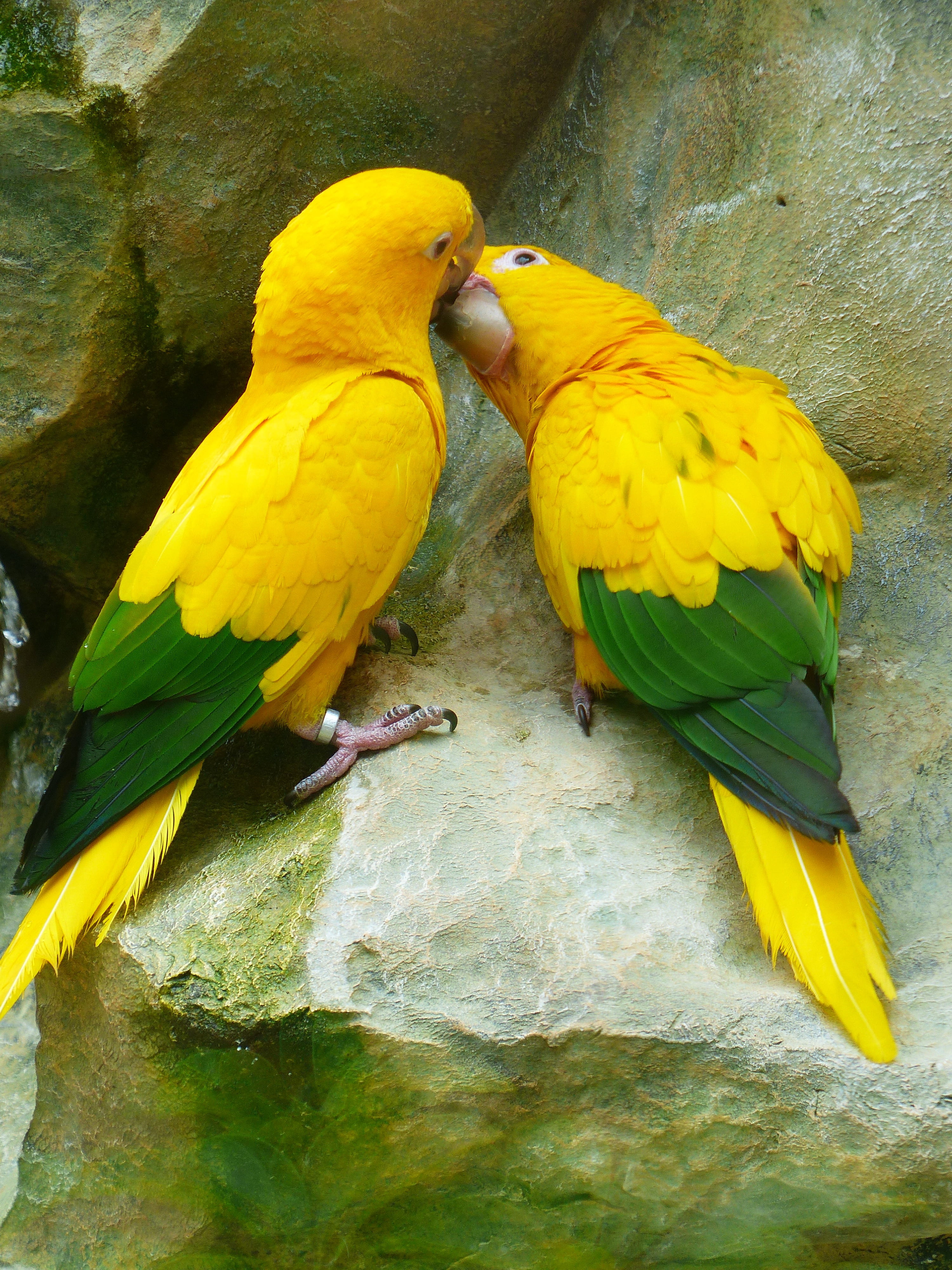 couple, two, psittacidae, day, animal family, parrots, love, outdoors, bird, yellow, birds, guaruba guarouba, two animals, animal themes, group of animals, Phone HD Wallpaper