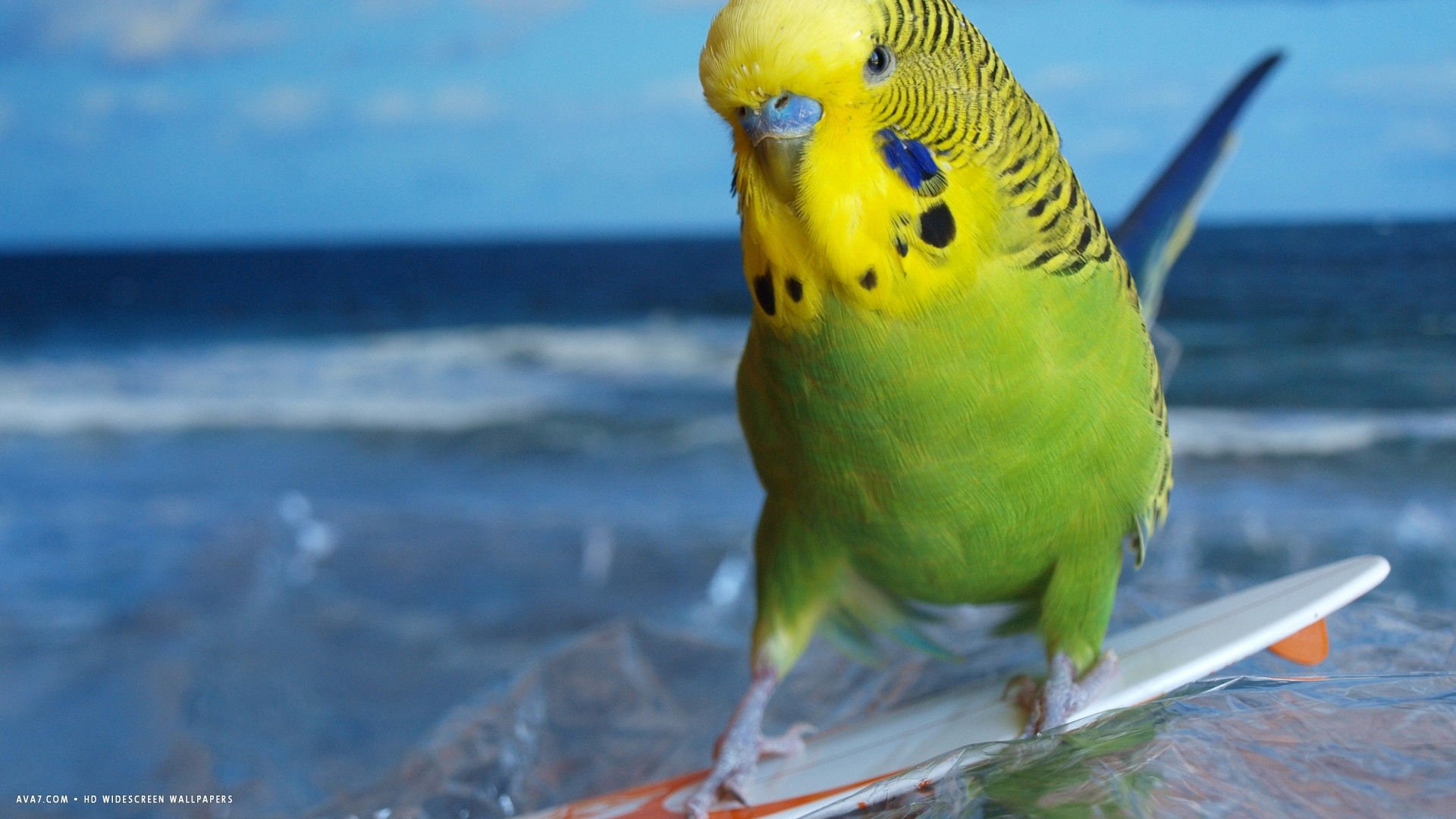vertebrate, bird, animals in the wild, tropical, yellow, no people, water, day, focus on foreground, Budgie, outdoors, Parakeet, blue, close-up, parrot, HD Wallpaper