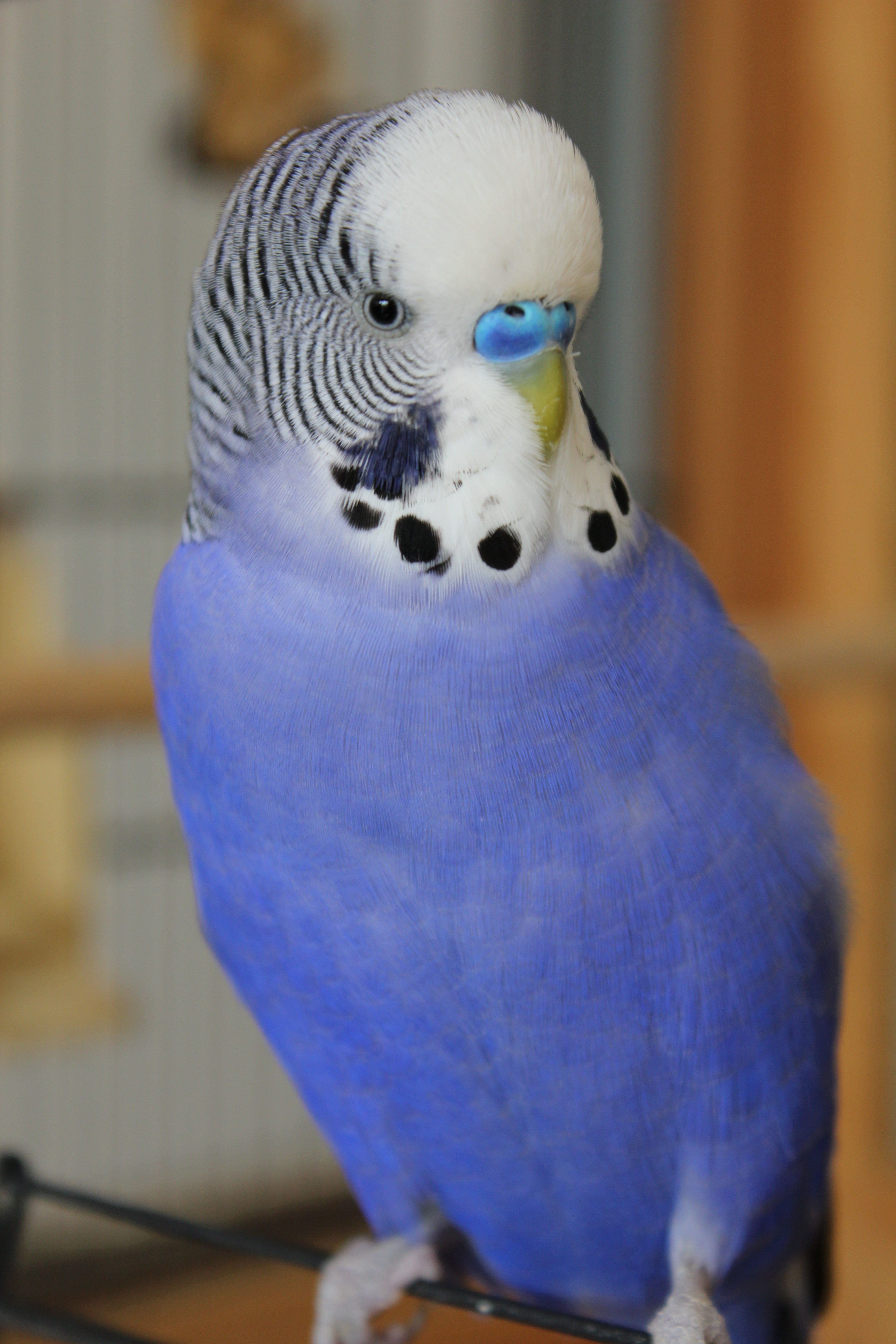 white, day, one animal, blue, male, home interior, animal, perching, pets, beak, purple, close-up, animal themes, vertebrate, animal wildlife, no people, Phone HD Wallpaper
