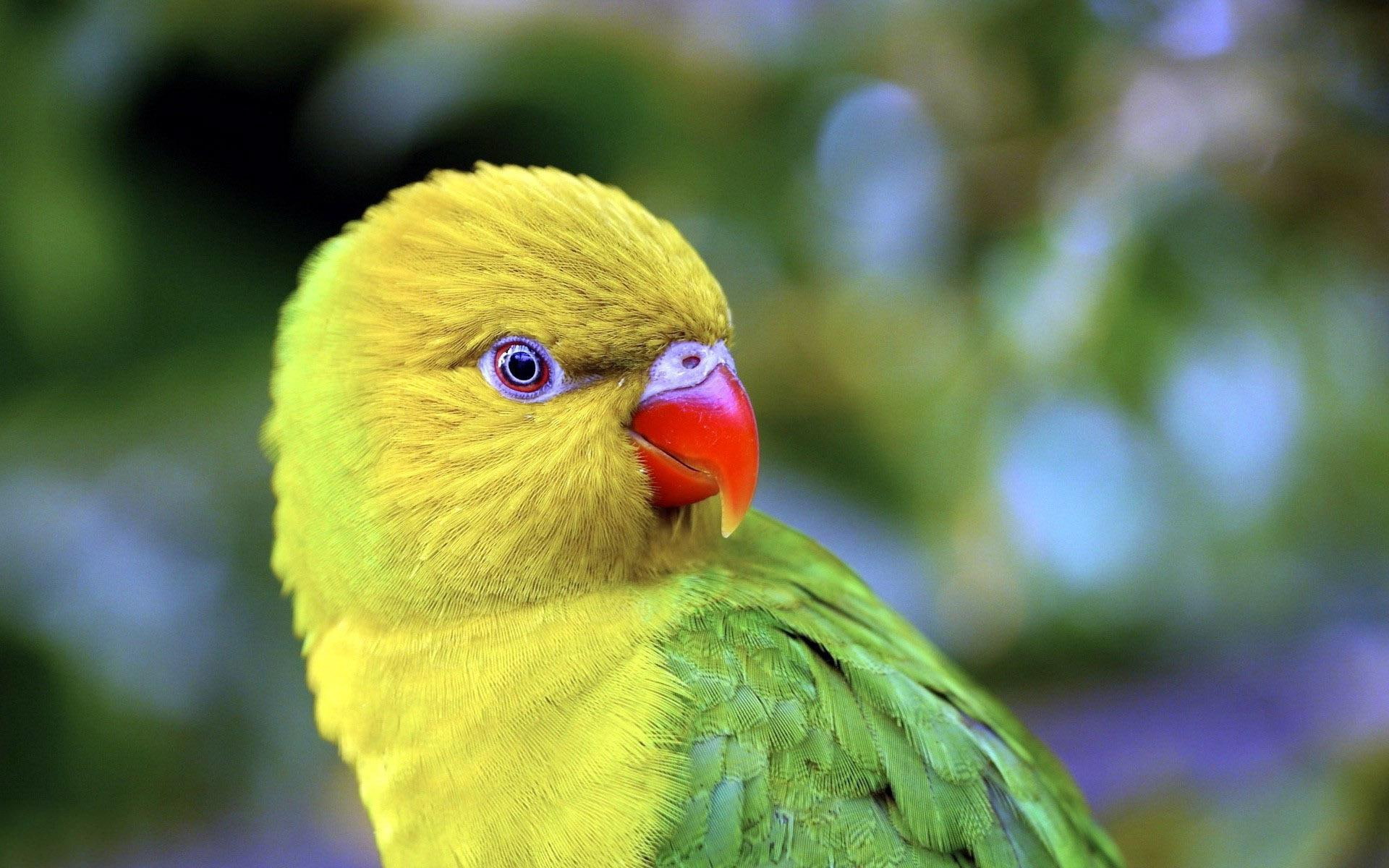 1080P, parakeet, headed, bird, green, amazon, yellow, parrot, animals, 1920x1200, HD Wallpaper