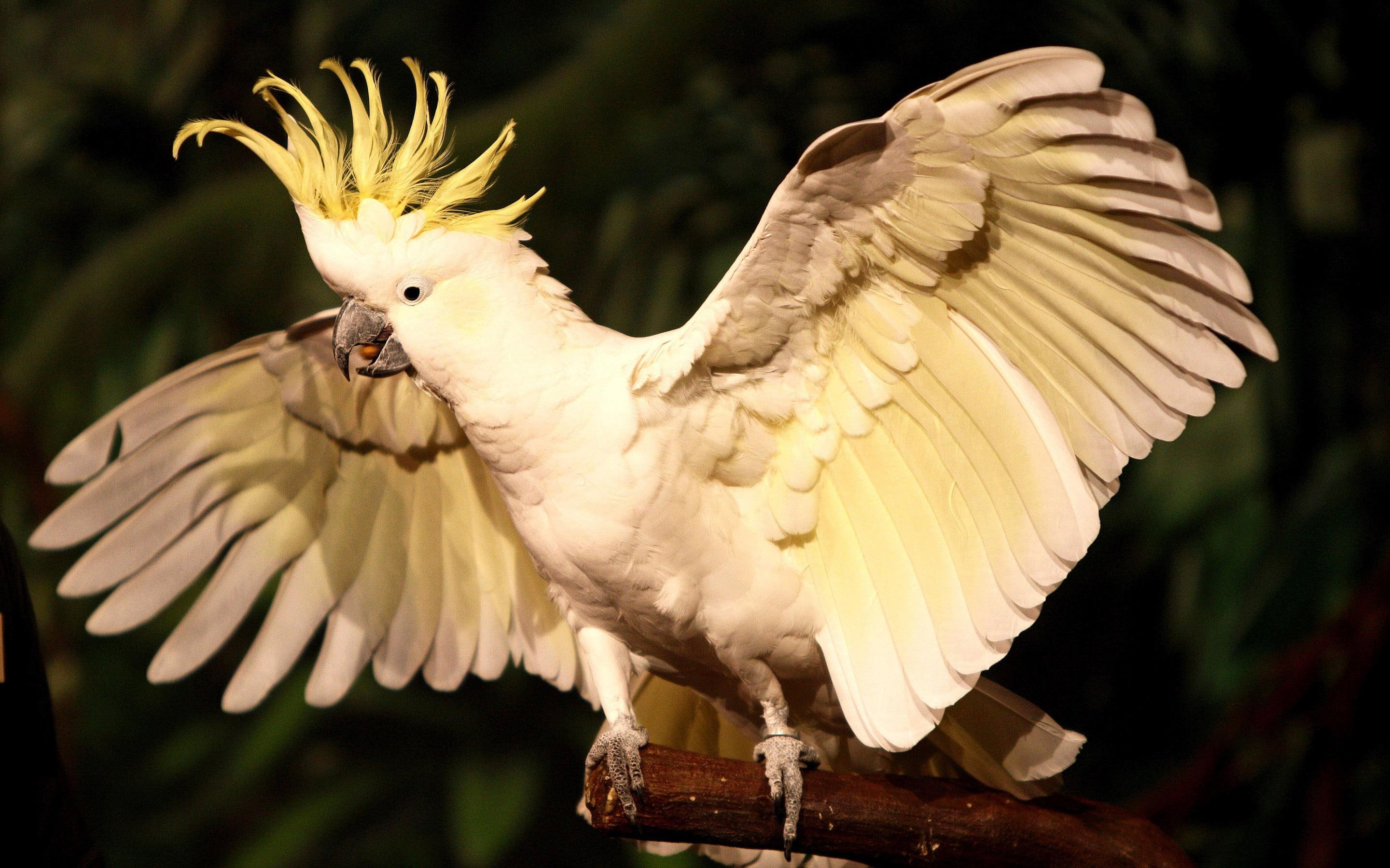 gray, white, bird, 2K, cockatoo, animals, 2880x1800, HD Wallpaper