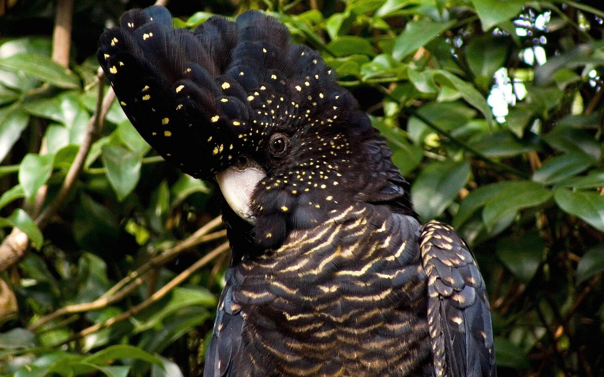 animals, cockatoo, parrot, tree, black cockatoo, black, 1080P, bush, HD Wallpaper
