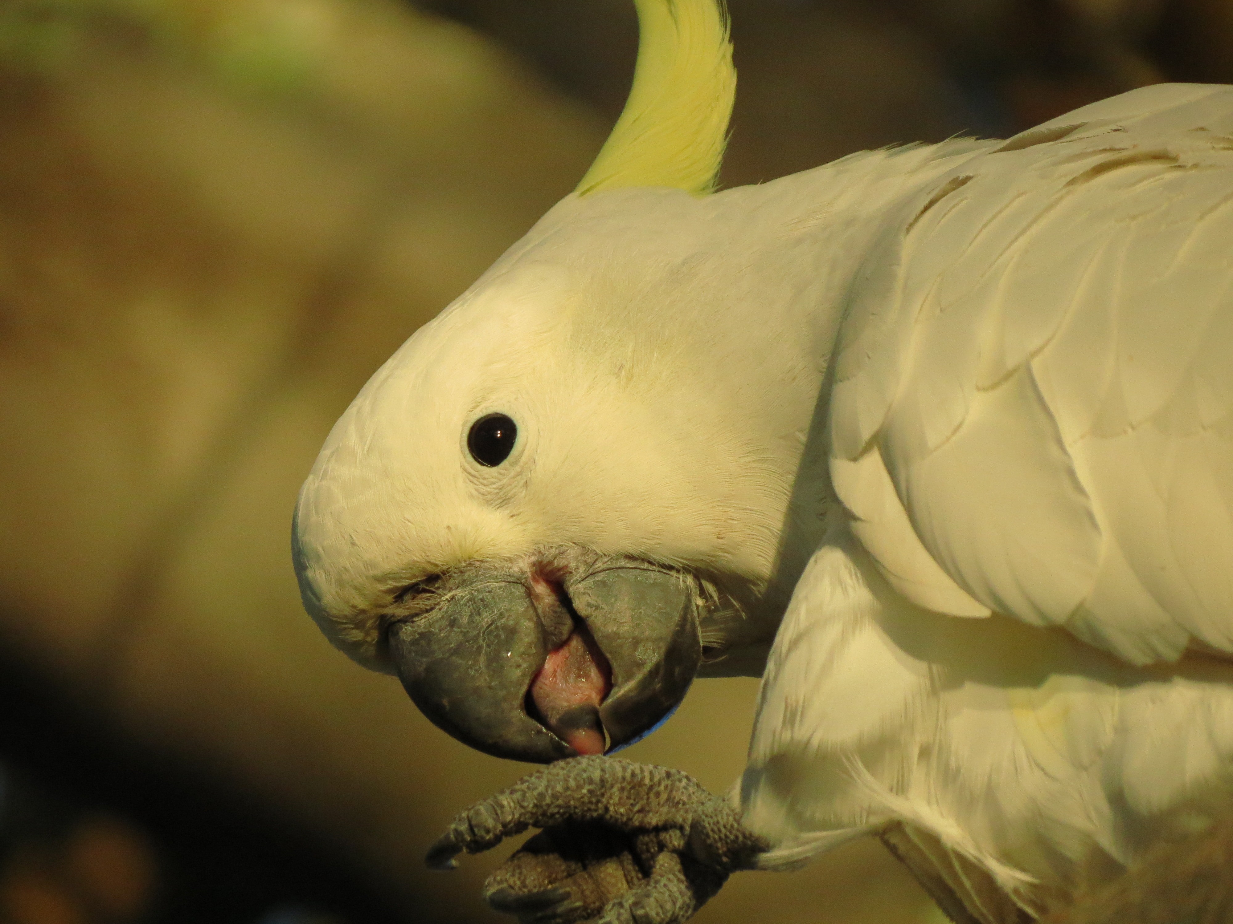 parrot, 4K, Sulphur-crested cockatoo, birds, wildlife, animals, HD Wallpaper