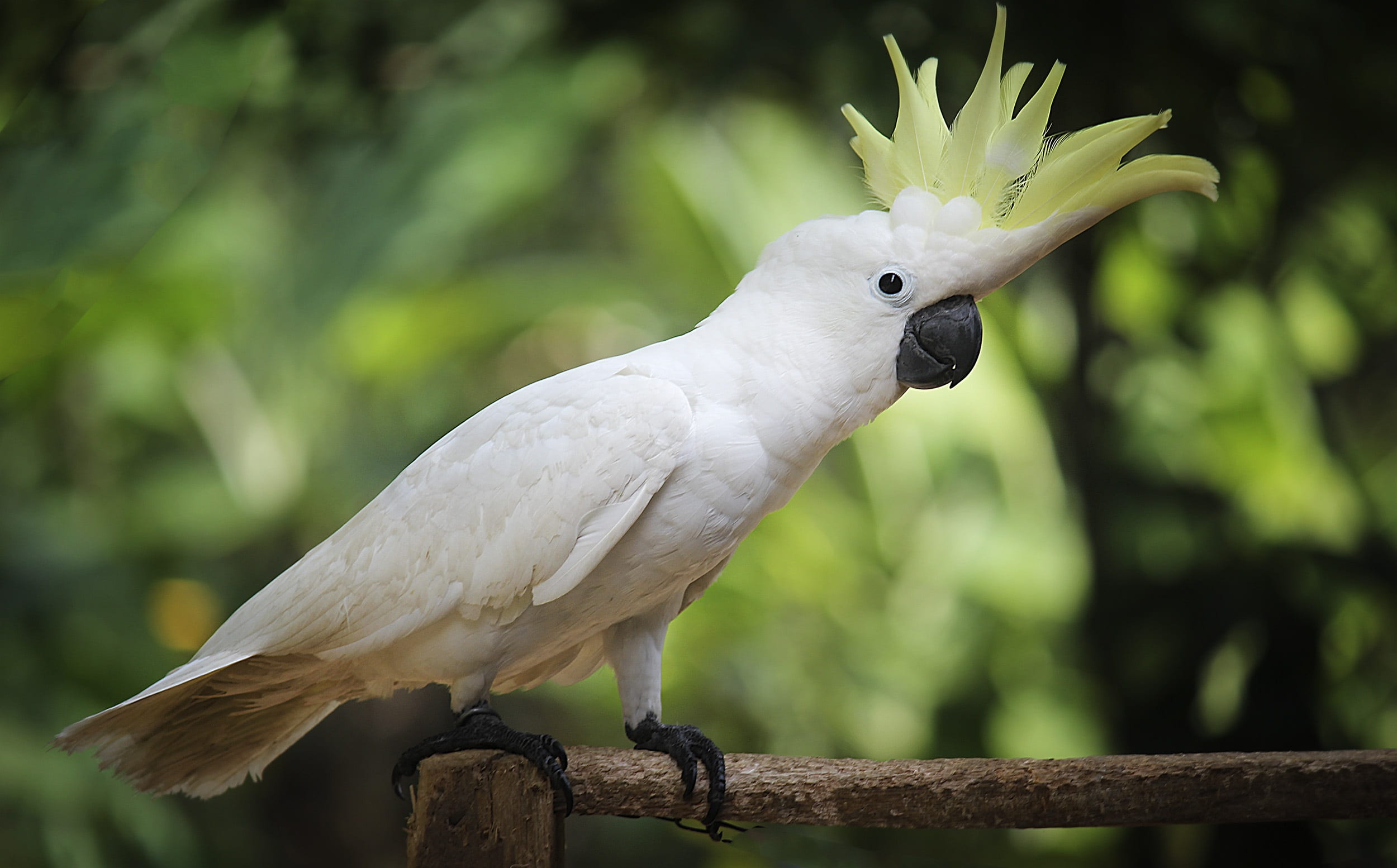 vertebrate, looking, 1080P, animals in the wild, nature, parrot, bird, photography, green, focus, one animal, animal, profile view, day, close-up, older sibling, HD Wallpaper
