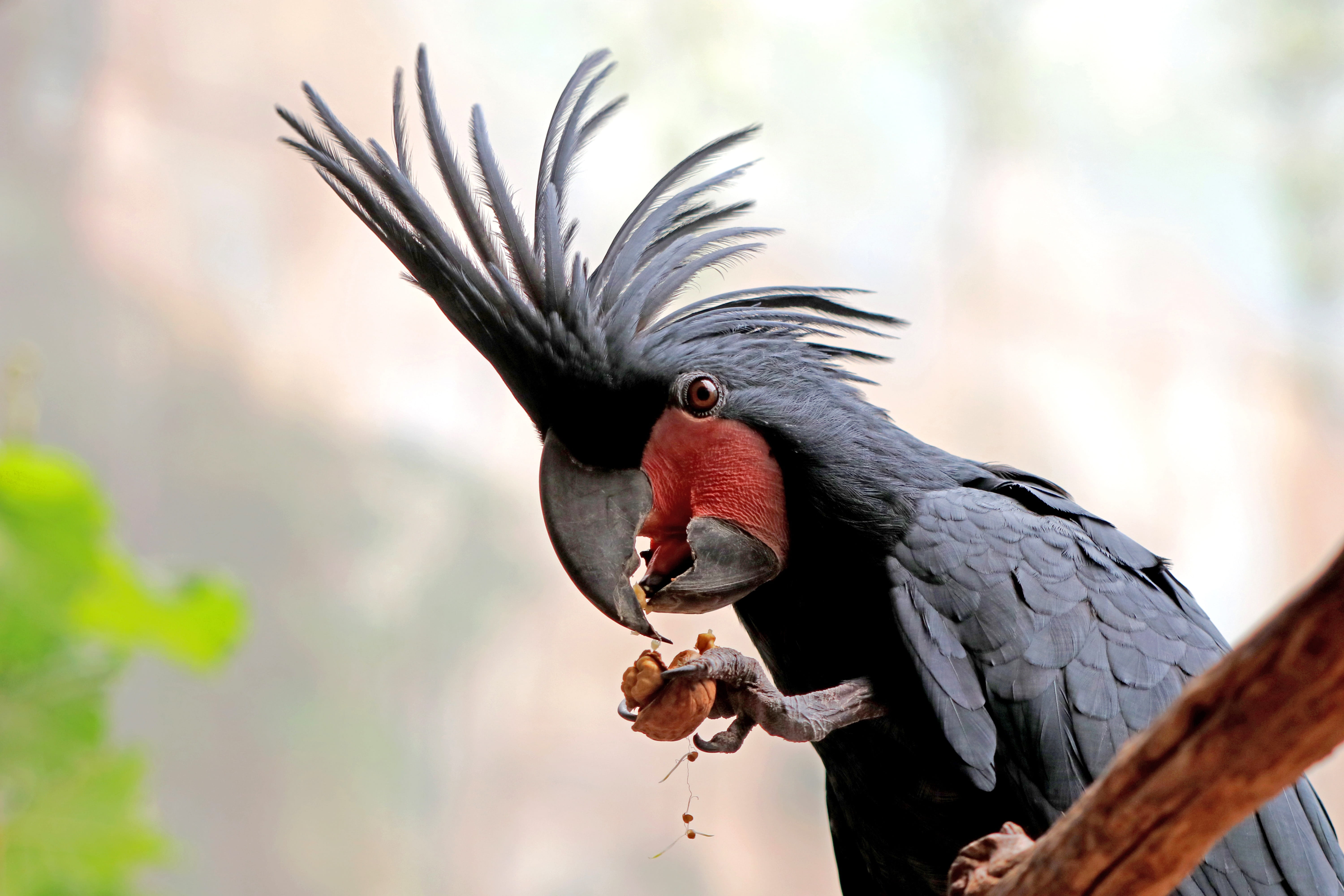 black color, Parrot, cockatoo, vertebrate, animal body part, animal themes, Bird, animal, color, Zoo, close-up, Plumage, day, perching, black, wooden, nature, HD Wallpaper