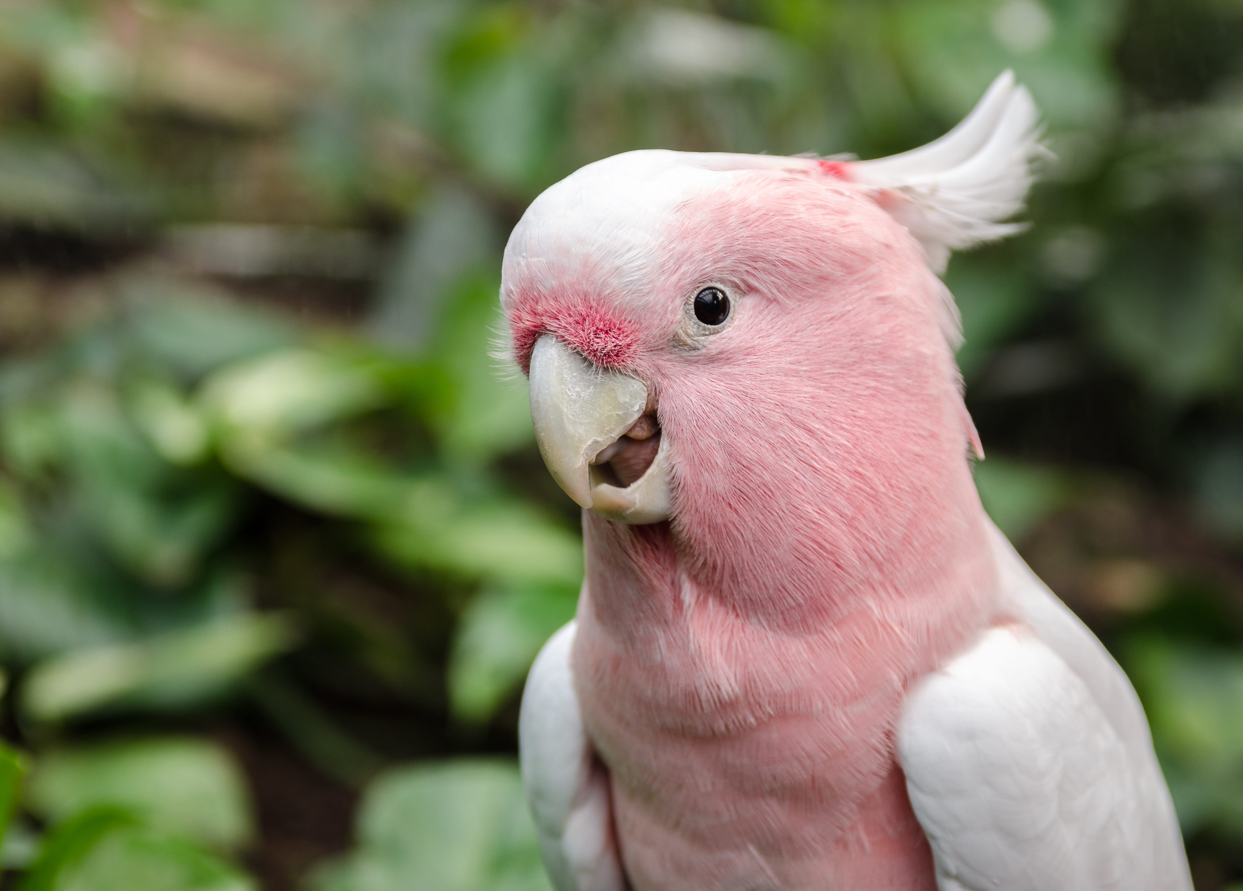 bird, nature, animal themes, vertebrate, focus on foreground, cockatoo, mammal, parrot, domestic animals, fauna, white, pets, selective, livestock, animal wildlife, HD Wallpaper