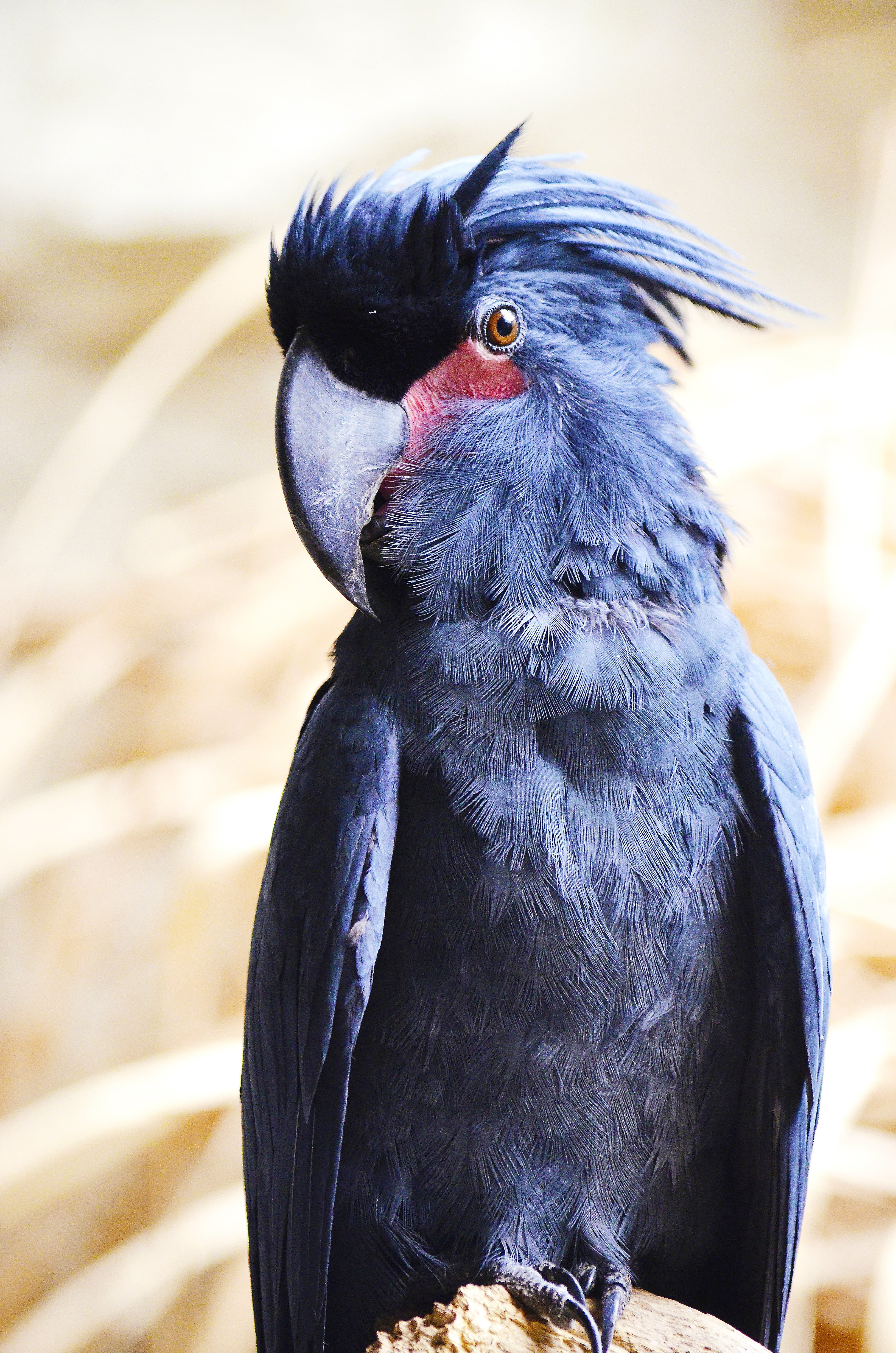 one animal, close-up, focus, no people, black color, bird head, palm cockatoo, sunlight, new guinea, day, black, looking away, plumage, parrot, probosciger aterrimus, Phone HD Wallpaper