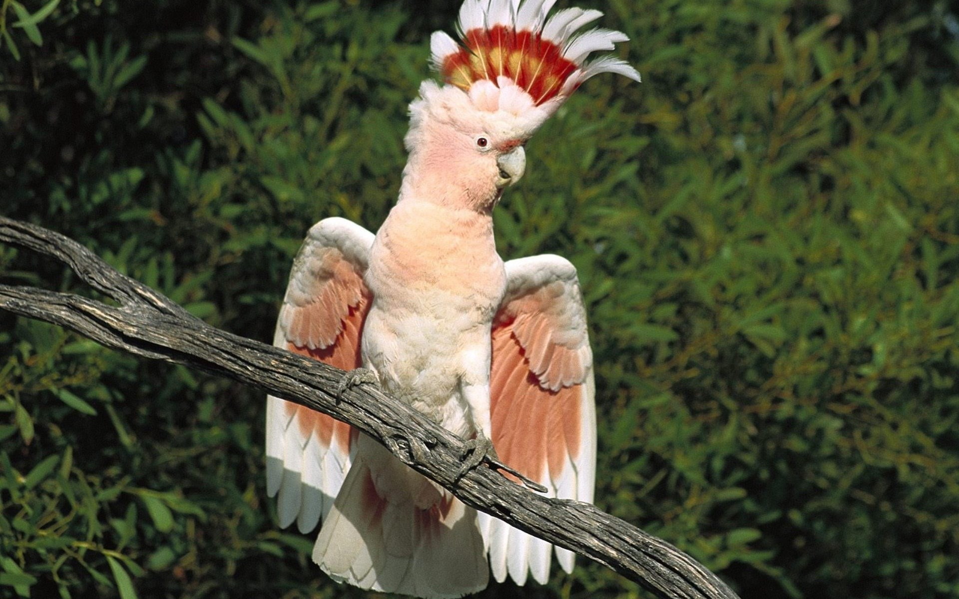 major mitchells cockatoo, 1080P, HD Wallpaper