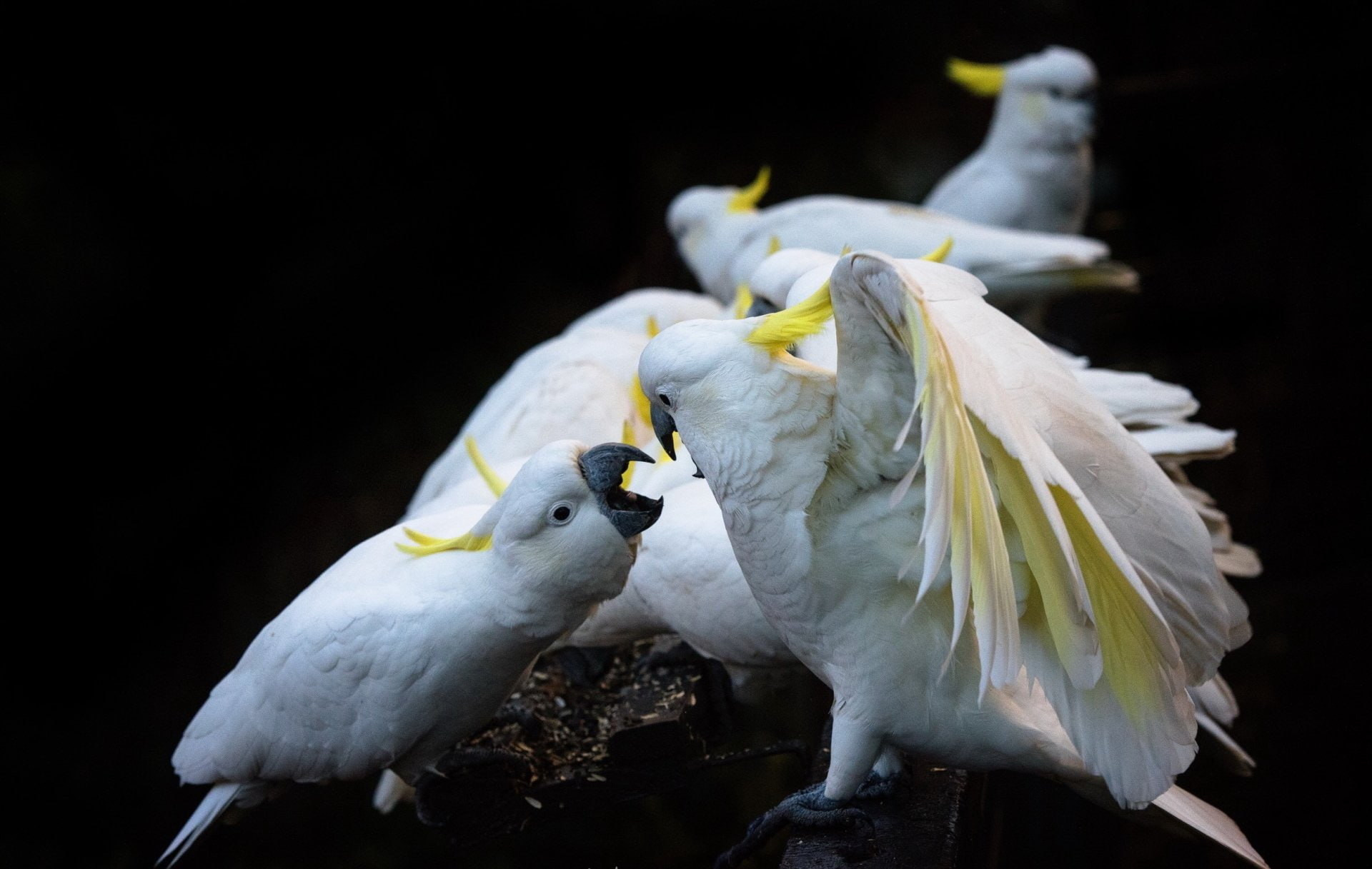Sulphur-crested Cockatoo, Cockatoo, 1080P, Birds, Bird, HD Wallpaper