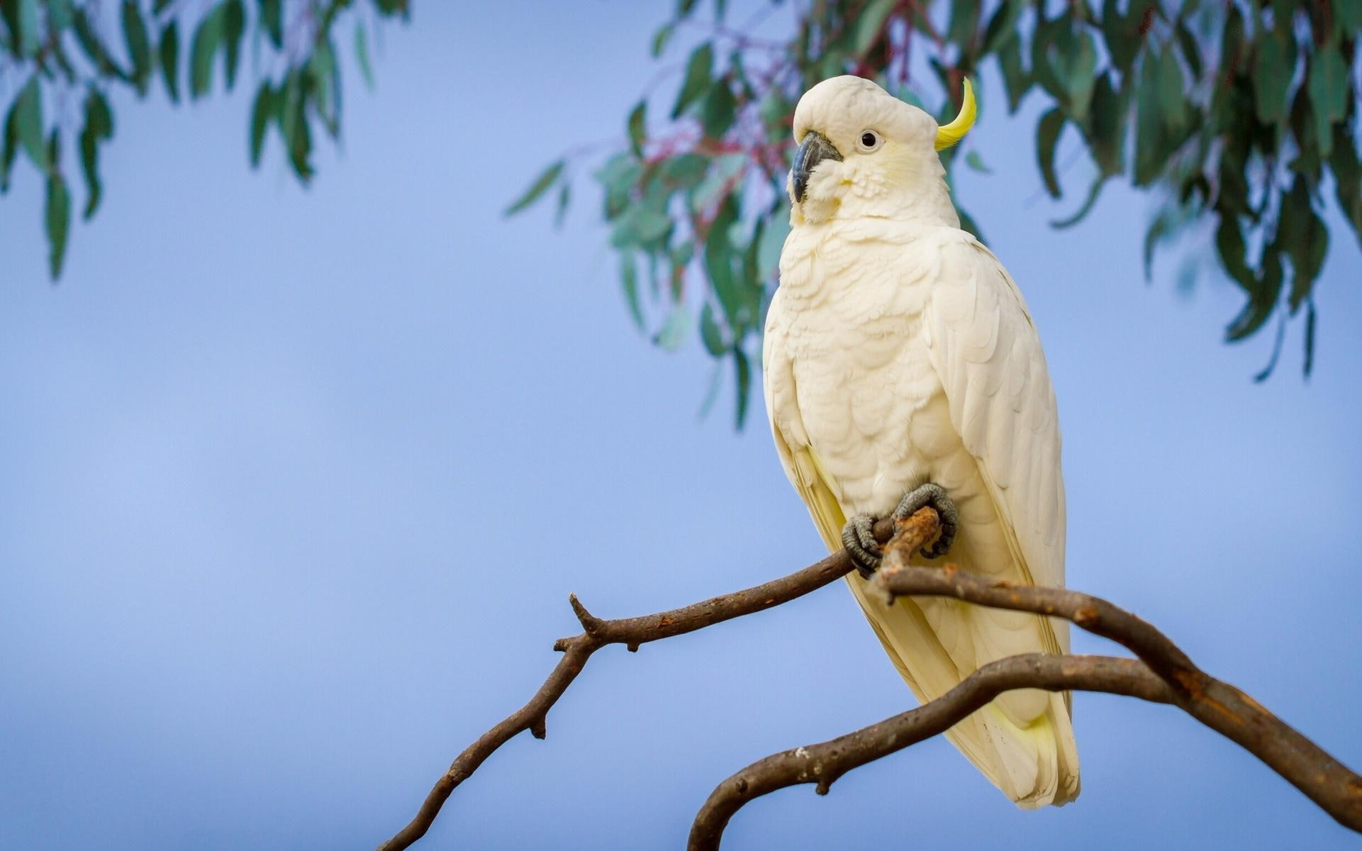 1080P, parrot, birds, background, branch, cockatoo, HD Wallpaper