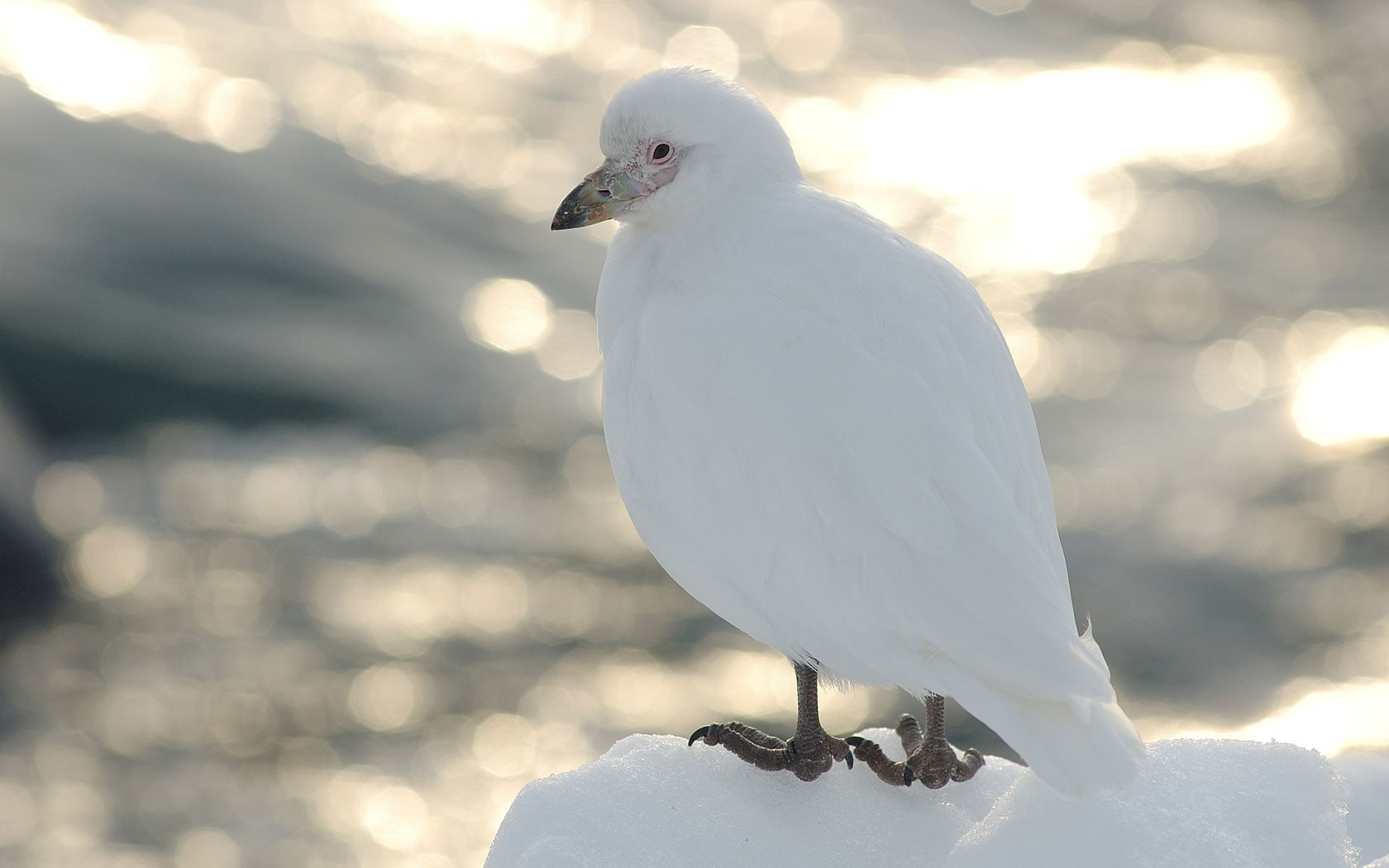one animal, outdoors, perching, white color, focus on foreground, winter, vertebrate, day, 720P, cockatoo, animal, nature, animal wildlife, animal themes, HD Wallpaper