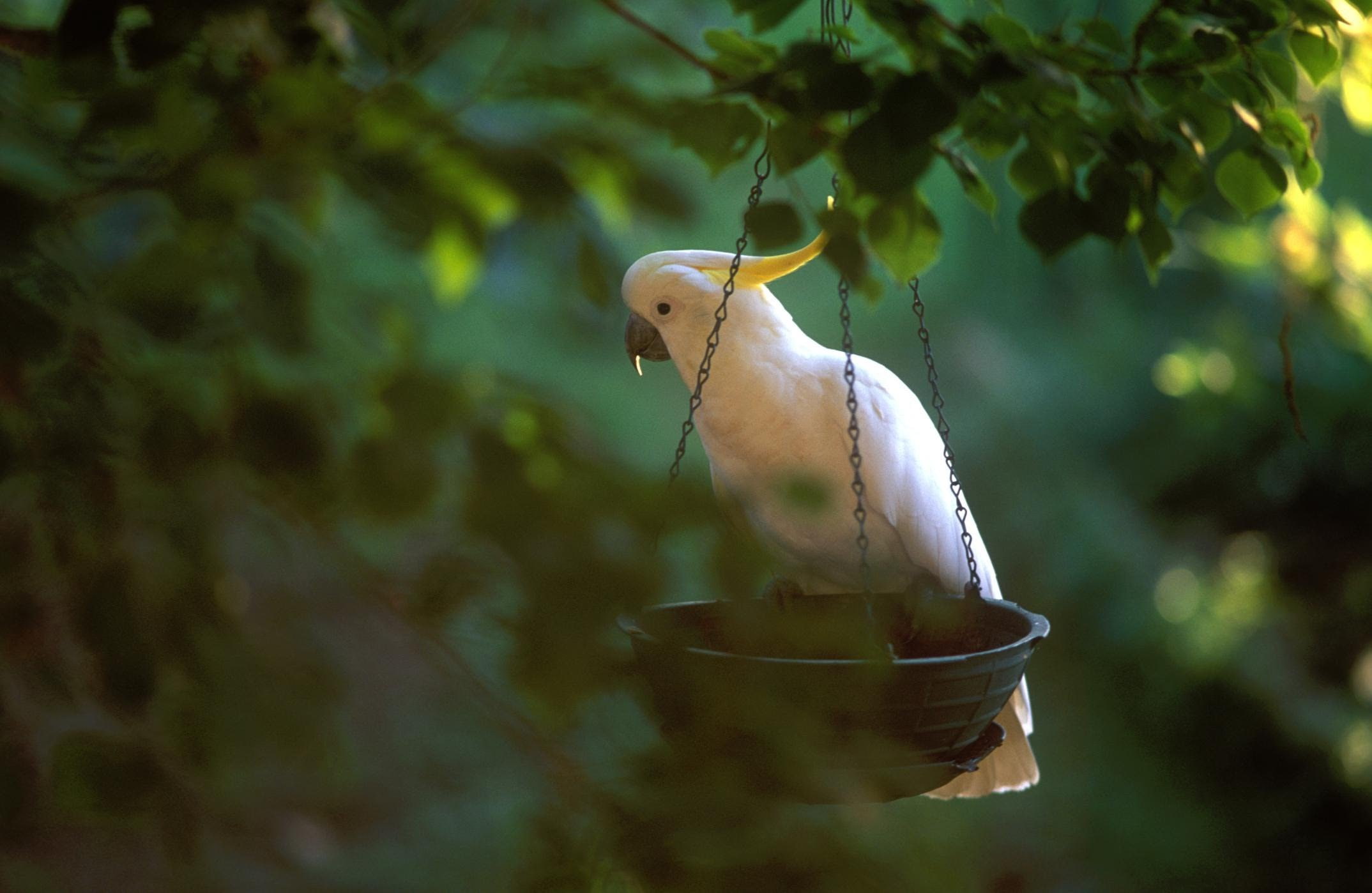 parrot, 1080P, tropical, cockatoo, bird, HD Wallpaper