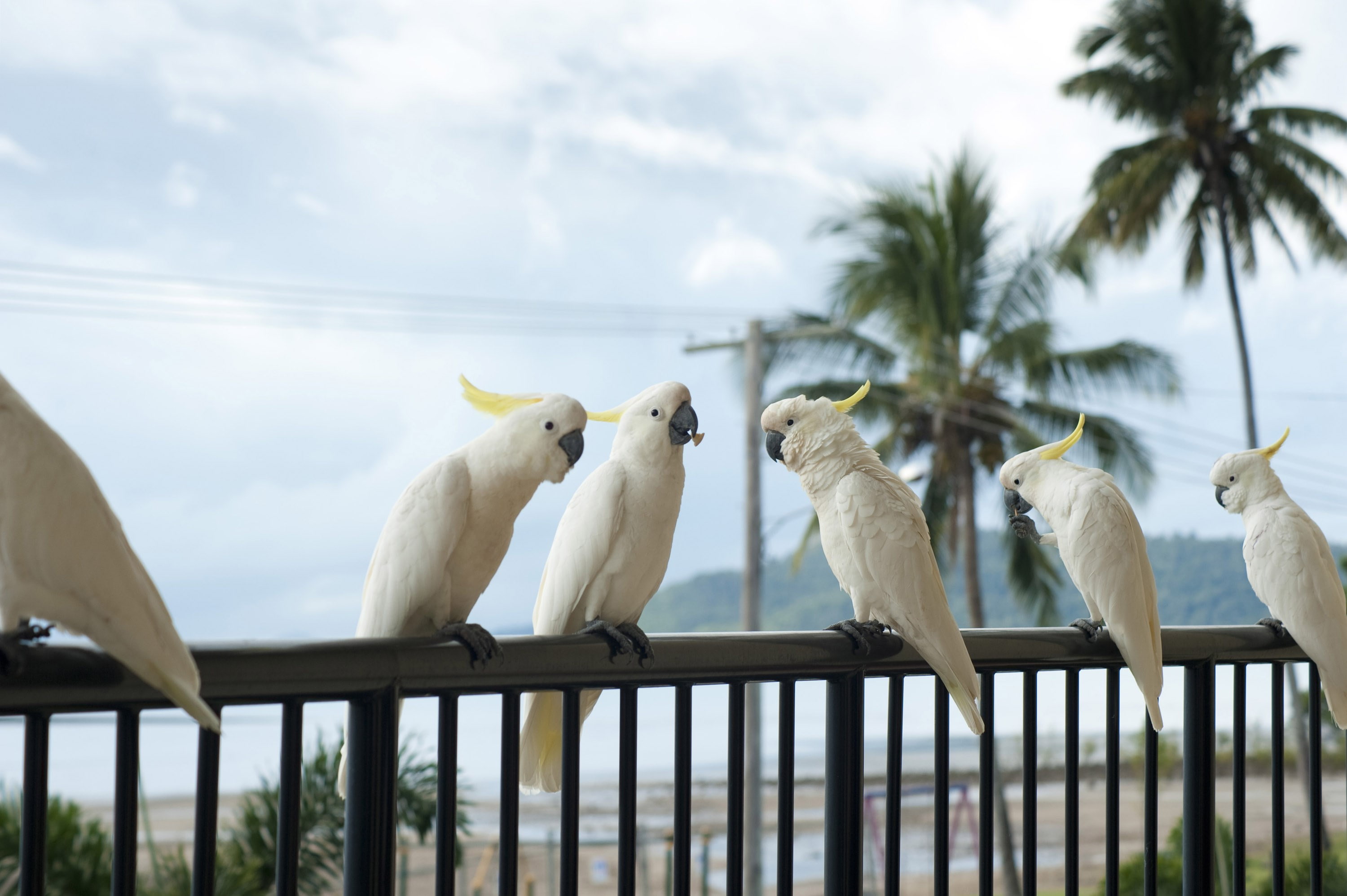 sulphur crested cockatoo, animal, bird, white color, plant, 2K, focus on foreground, sky, palm tree, vertebrate, group of animals, perching, cloud - sky, HD Wallpaper