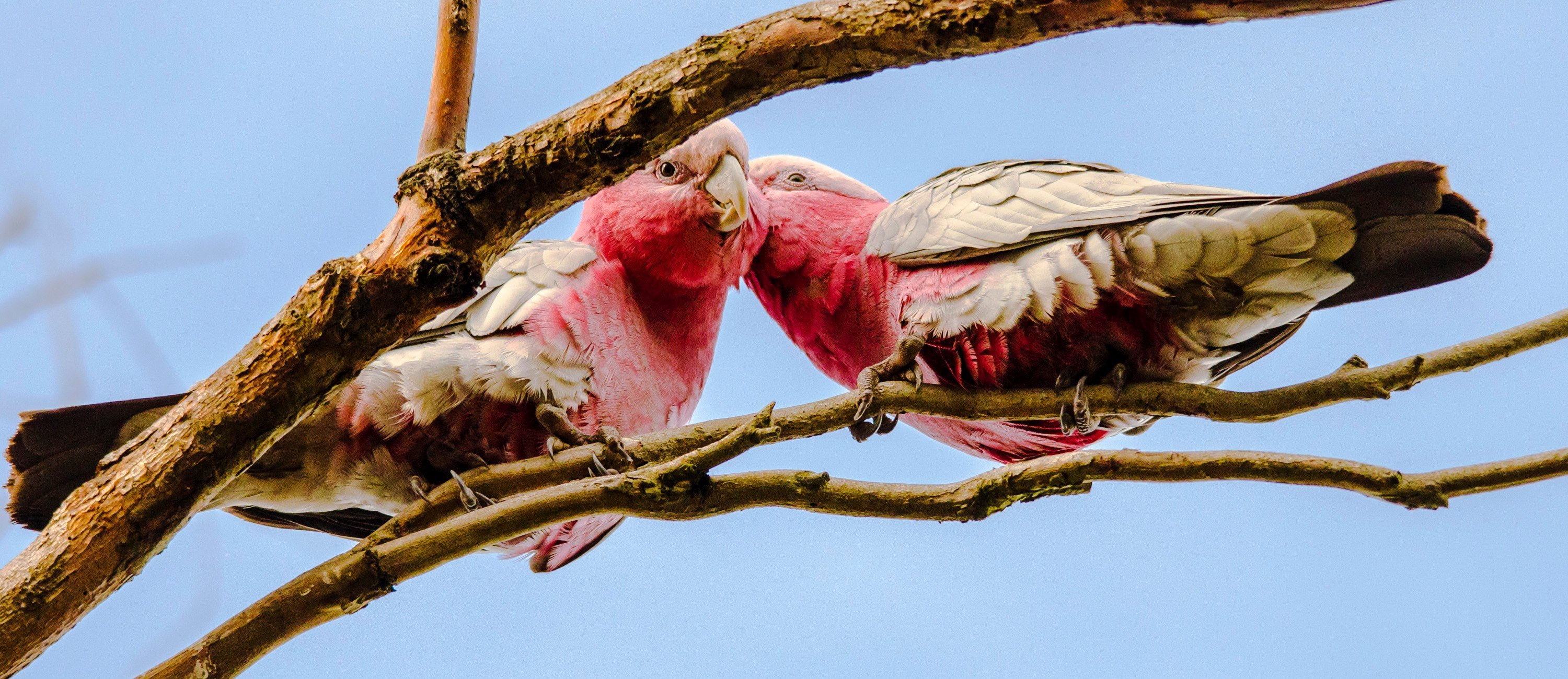 tropical, bird, parrot, 2K, cockatoo, HD Wallpaper