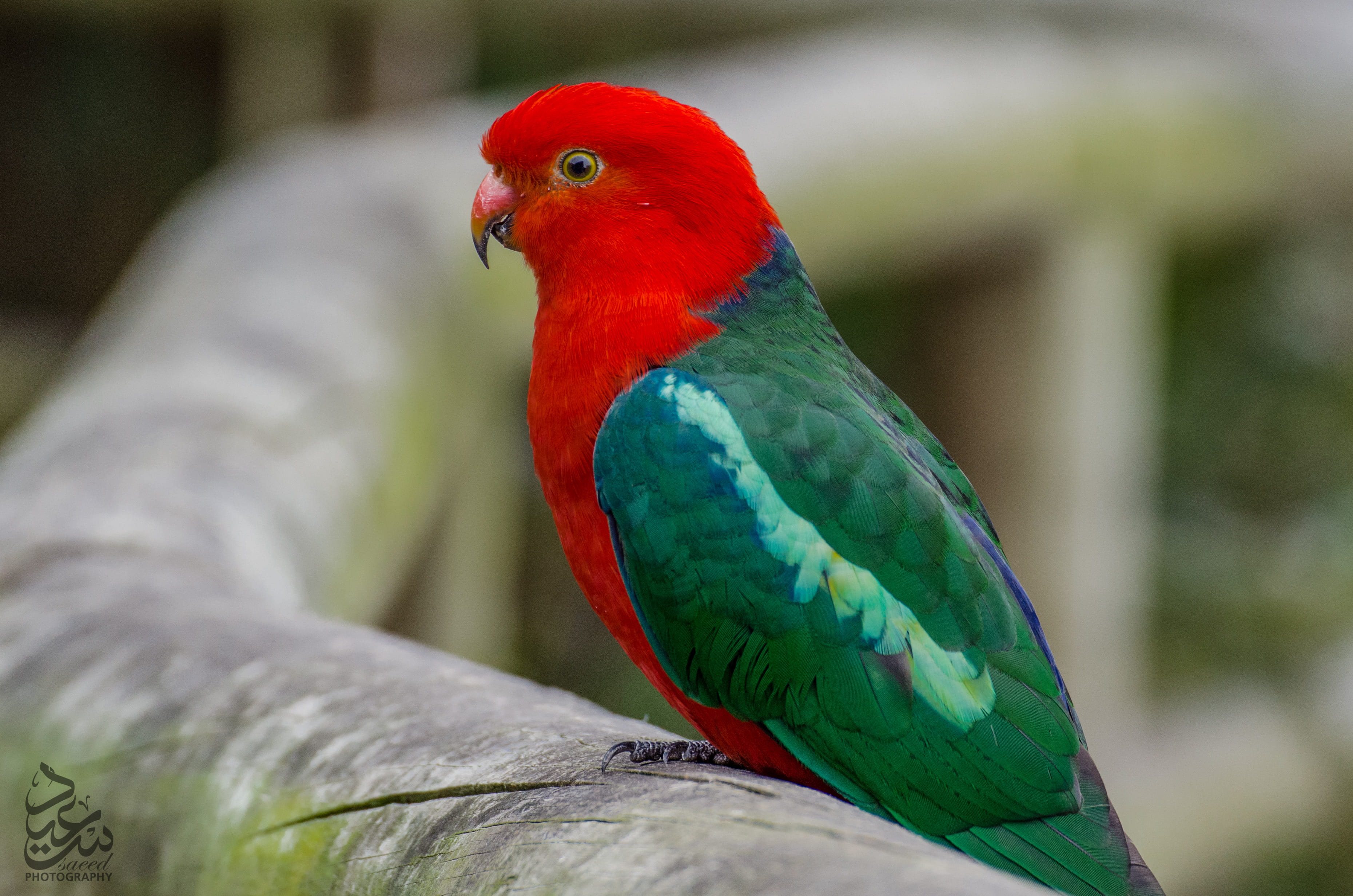 animal themes, no people, beauty in nature, australian king parrot, red, wildlife, one animal, rainbow lorikeet, birds, beauty, park, tree, nature, grass, HD Wallpaper