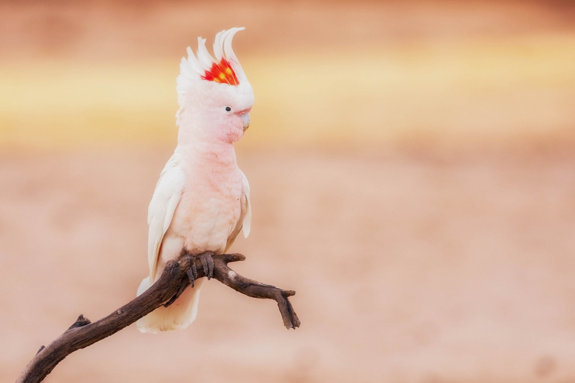 Wildlife, 1080P, Bird, Major Mitchells cockatoo, Cockatoo, Parrot, Birds, HD Wallpaper
