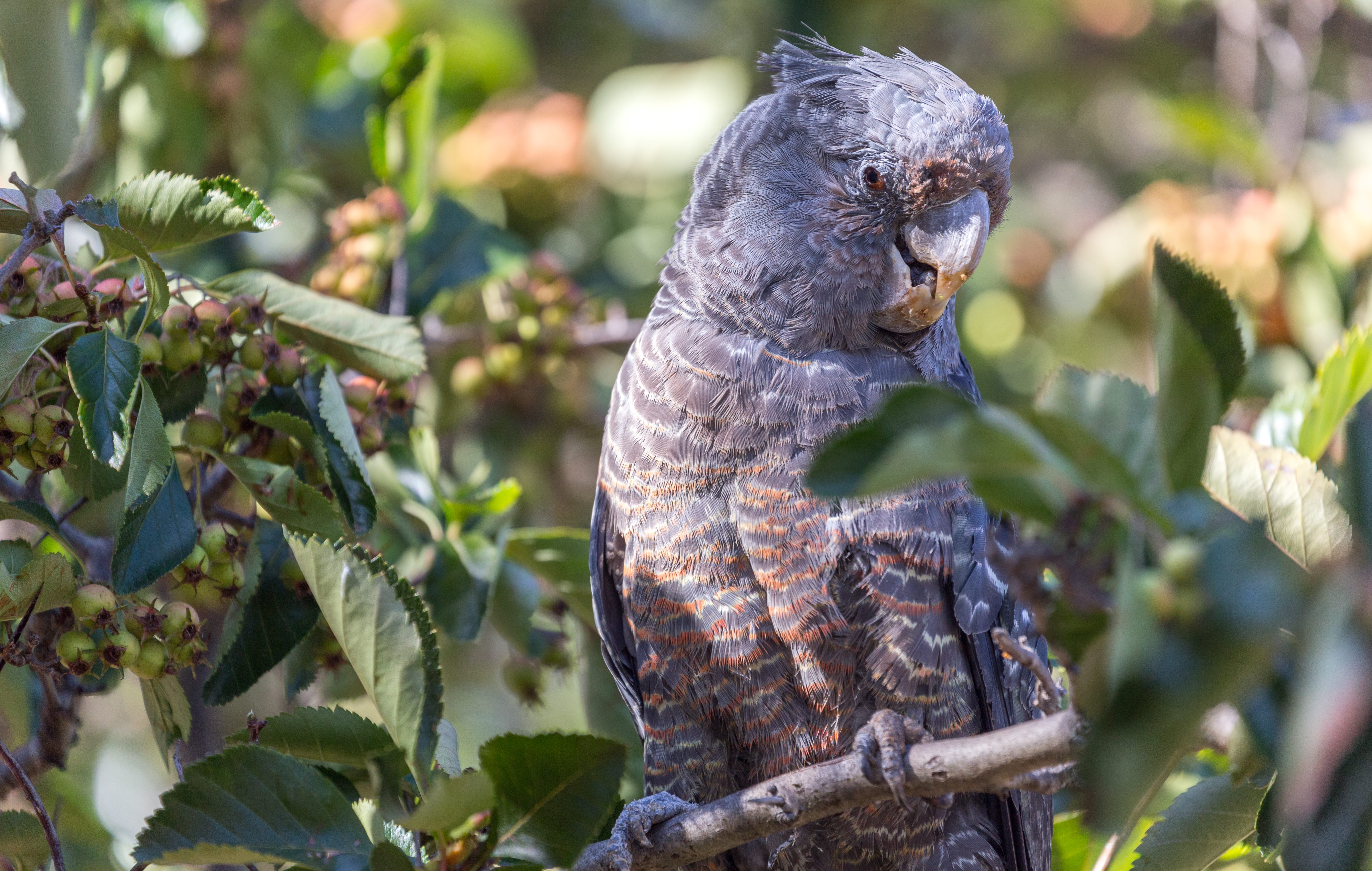 focus on foreground, australia, plant, animal wildlife, nature, bird, branch, sunlight, vertebrate, one animal, animals in the wild, 5K, tree, hackett, HD Wallpaper