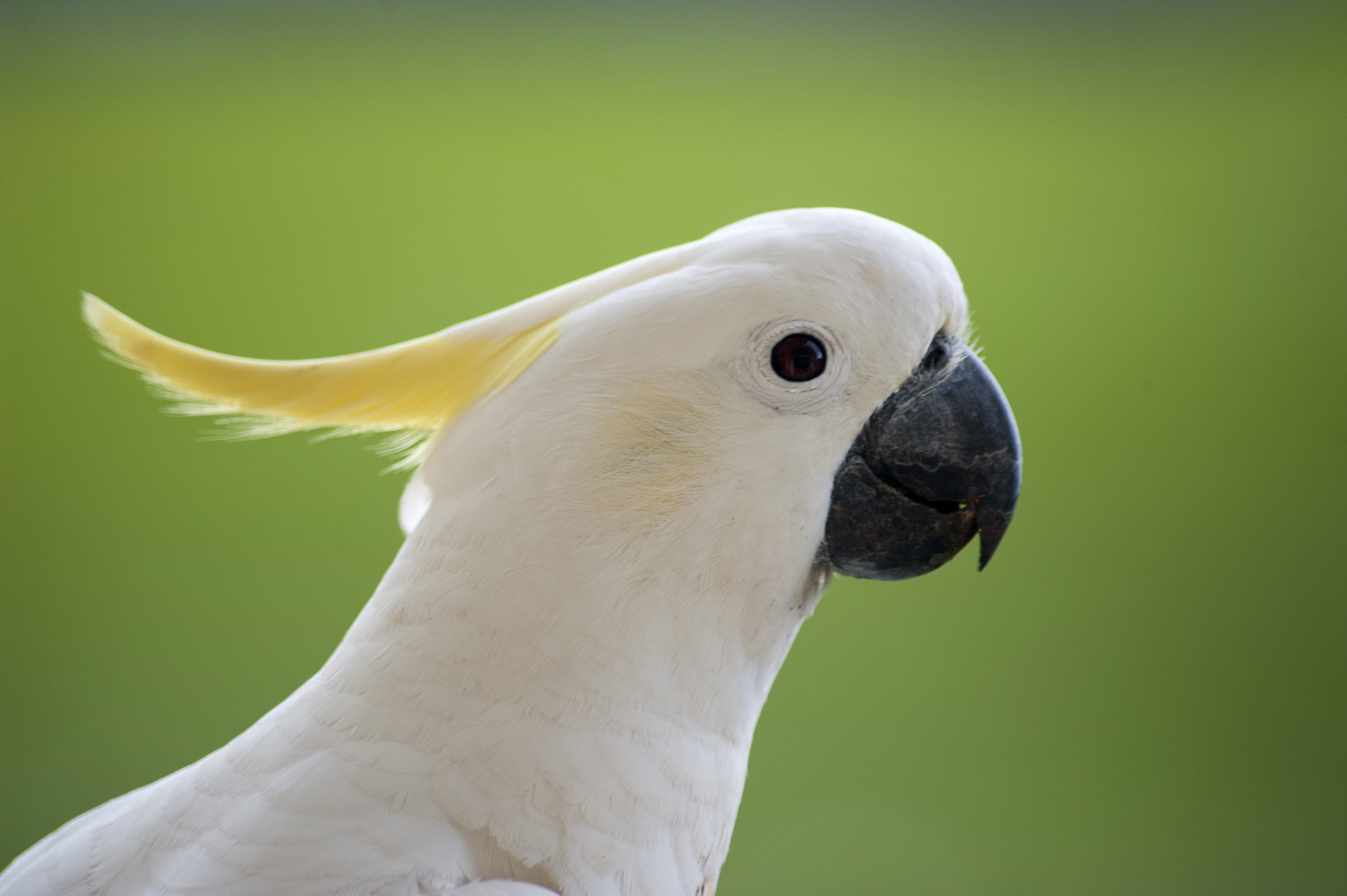 cockatoo, bird, 2K, parrot, tropical, HD Wallpaper