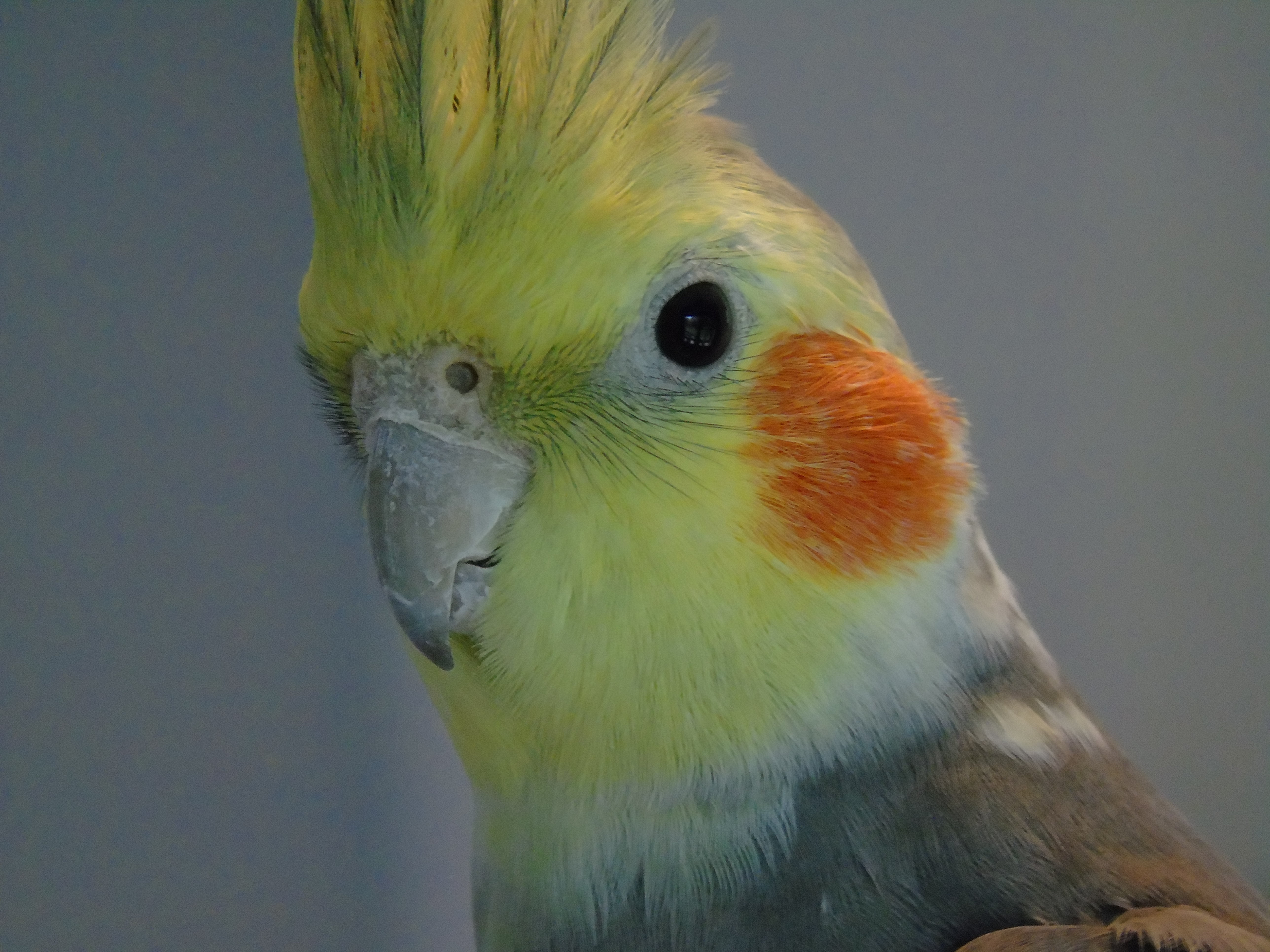 animals, outdoors, nature, yellow, animal themes, focus on foreground, day, animals in the wild, parakeet, animal wildlife, parrot, cockatoo, animal body part, HD Wallpaper
