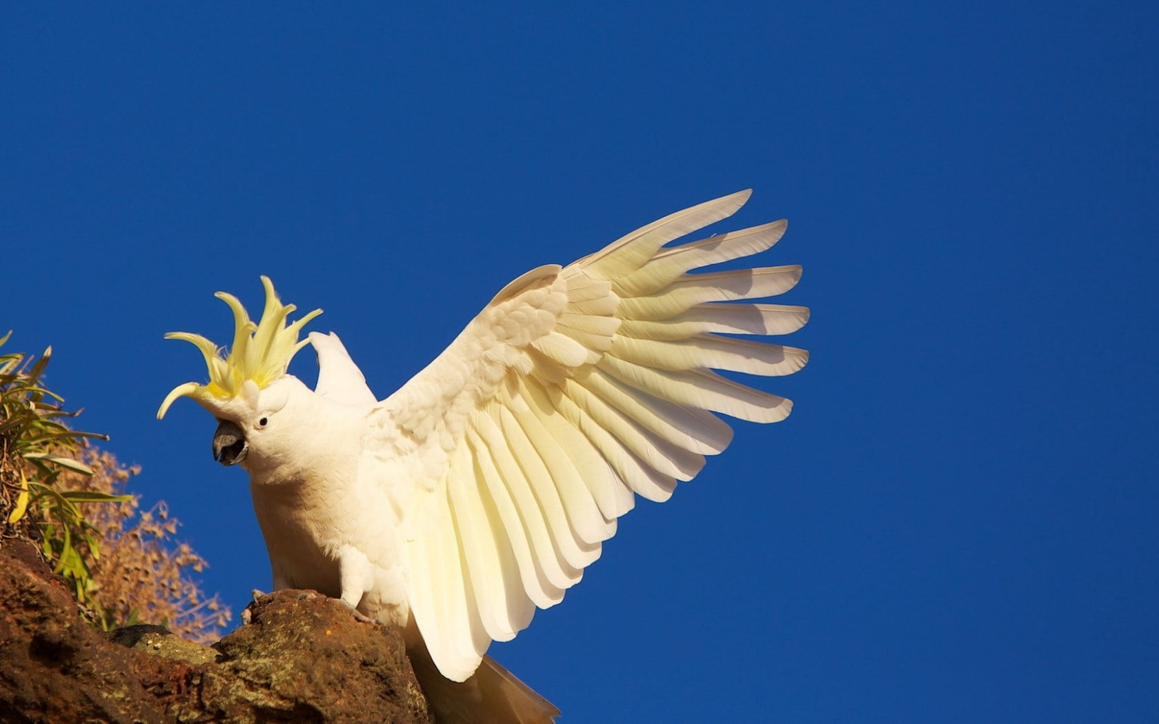 pigeon, nature, animal, animal Wing, spread wings, parrot, backgrounds, copy space, no People, one animal, white, background, white color, animals In The Wild, HD Wallpaper