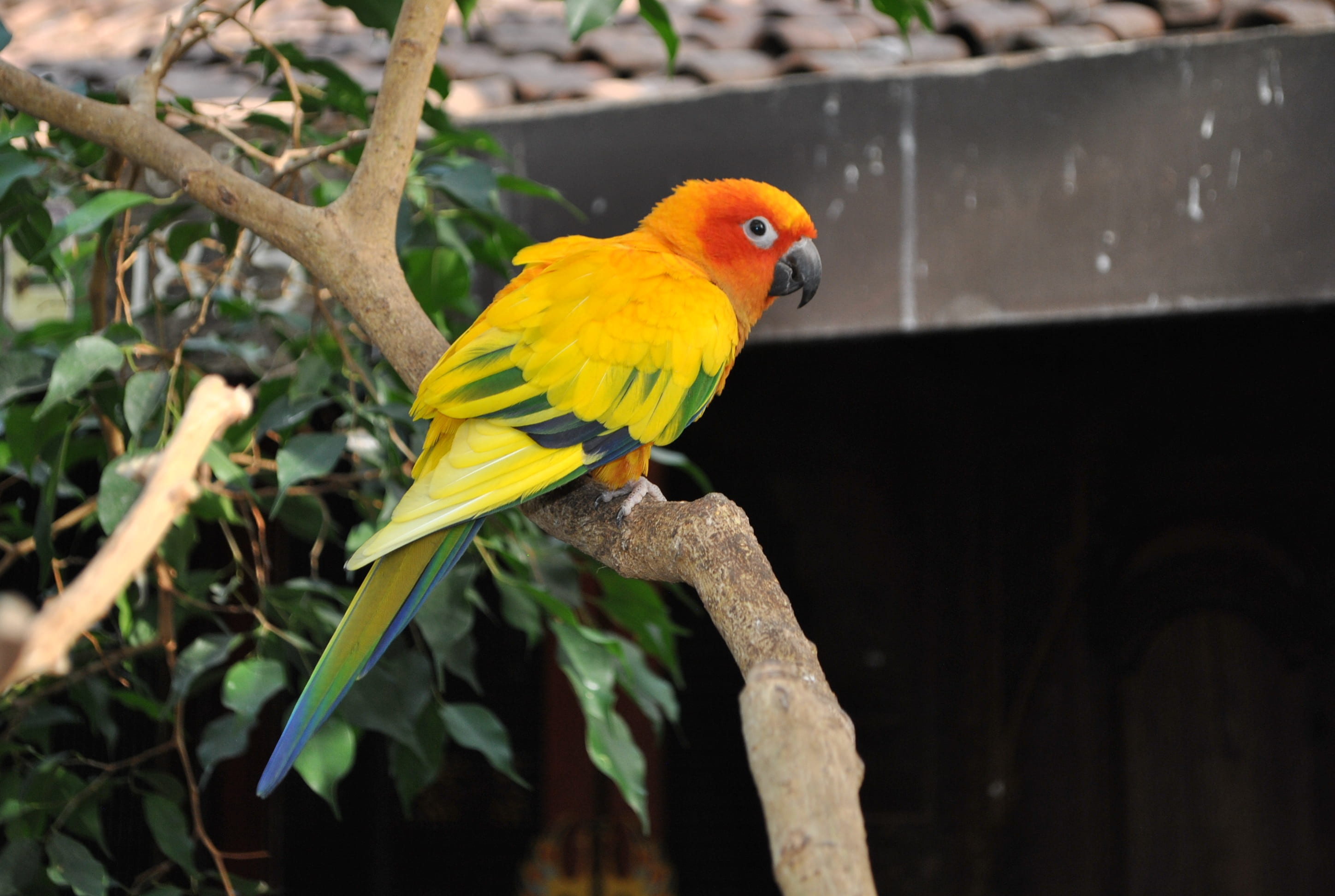 tree, zoo, animals in the wild, beak, animal themes, multi colored, yellow, day, cute, sun conure, tropical, vertebrate, exotic, colorful, plant, perching, HD Wallpaper