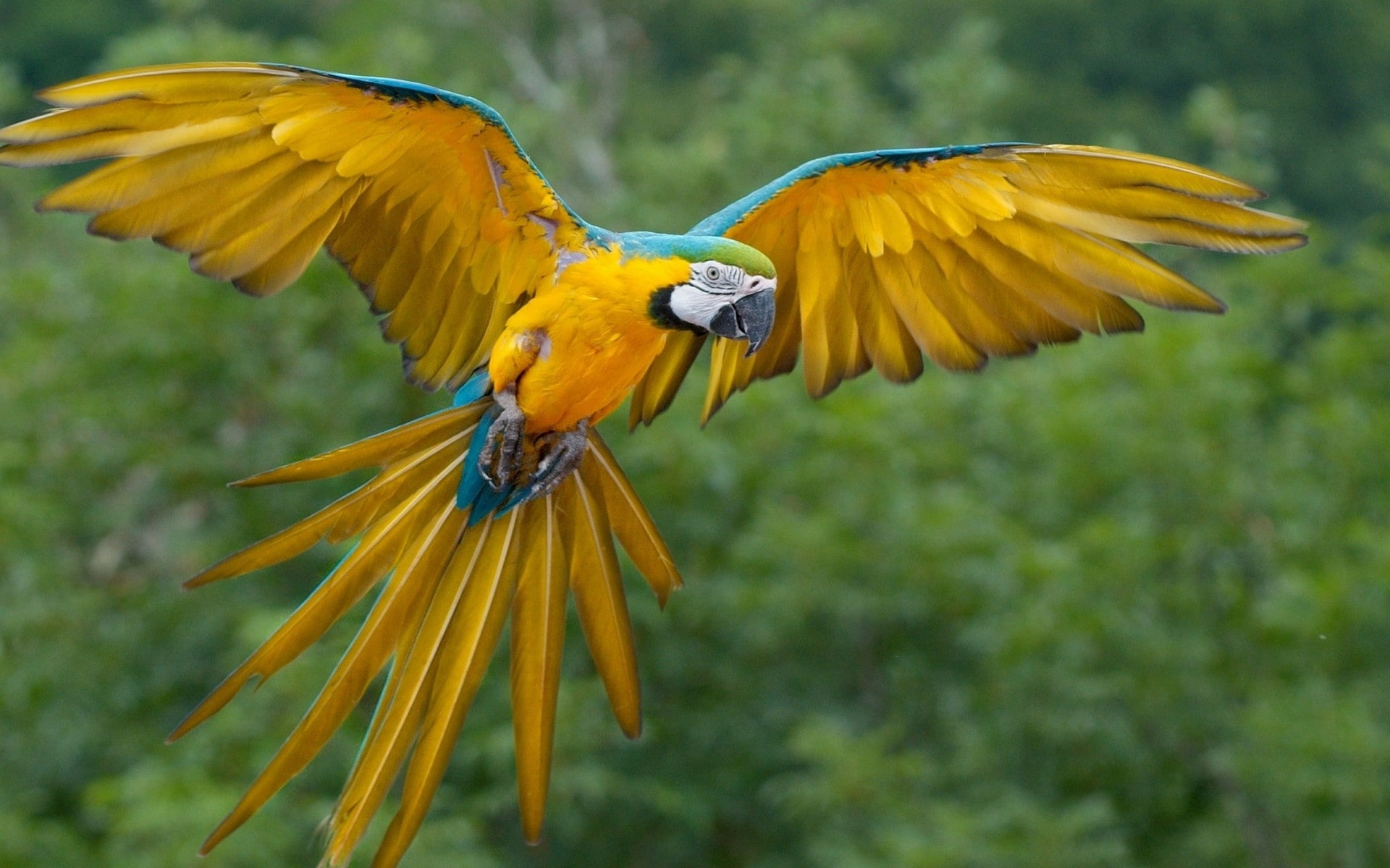 macaws, parrot, 1080P, birds, animals, HD Wallpaper