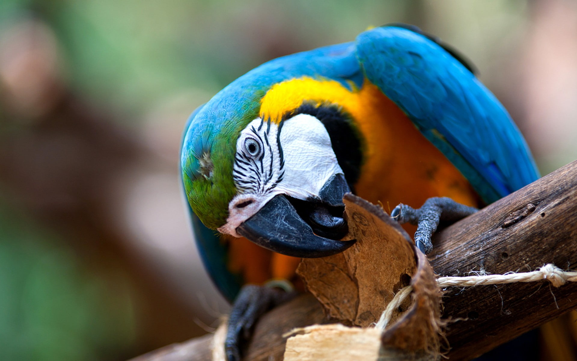 birds, parrot, macaws, 1080P, animals, HD Wallpaper
