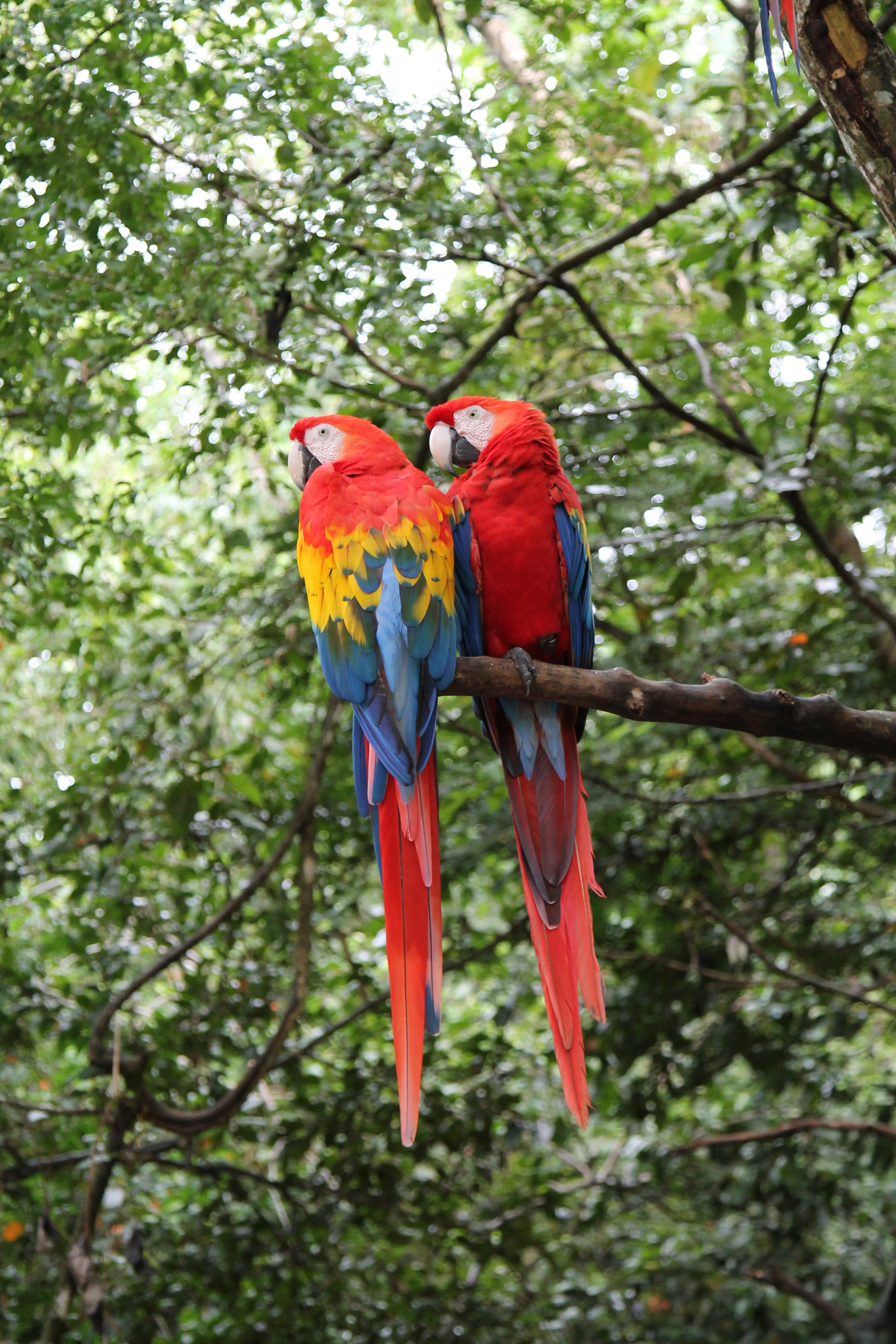trunk, colorful, wild, tropics, perched, scarlet macaw, color, outdoors, daytime, two, animal, animal wildlife, wildlife, two animals, branch, parrots, Phone HD Wallpaper
