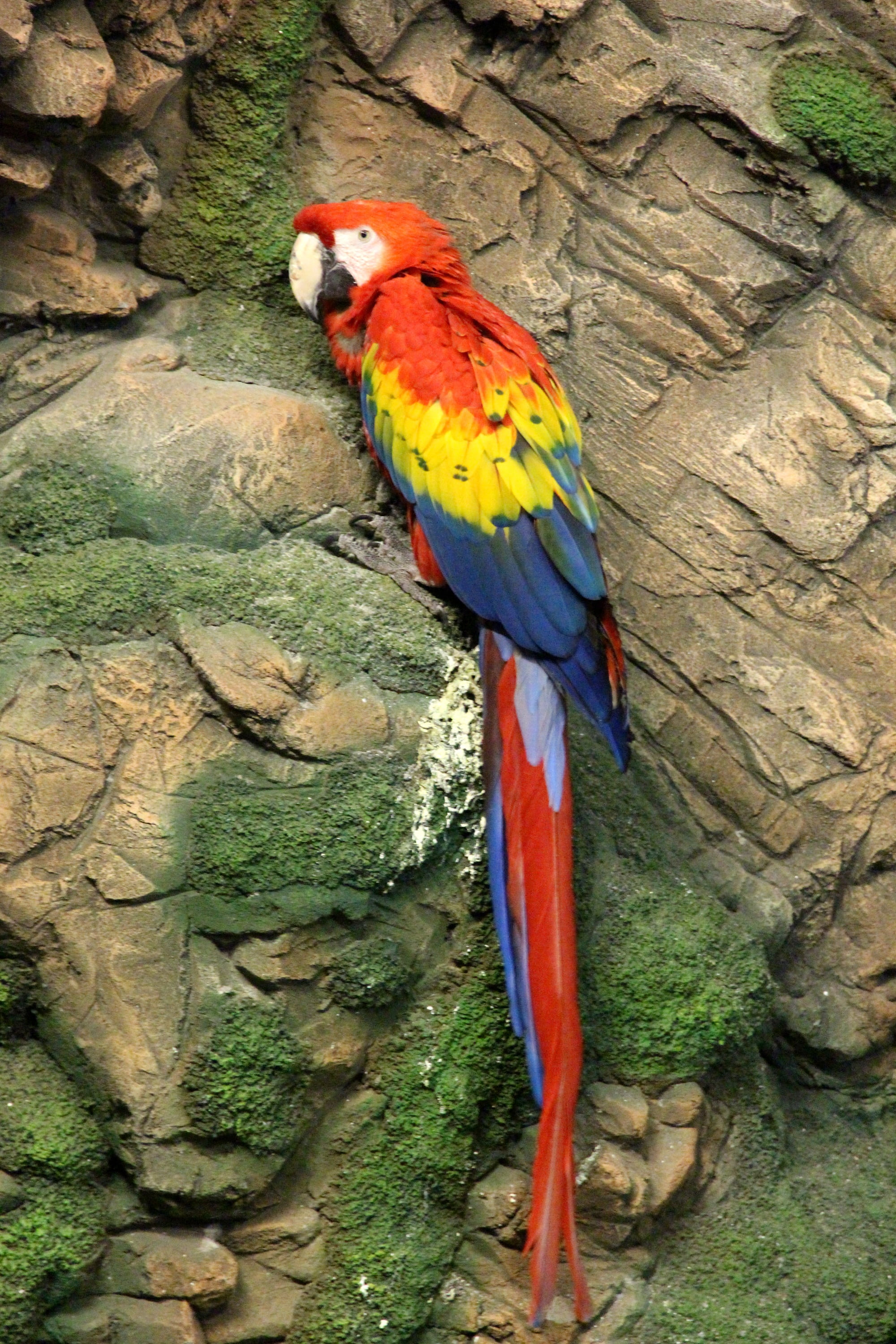 animals in the wild, red macaw, outdoors, bird, parrot, ara macao, vertebrate, feathered race, rock, no people, wall, multi colored, beak, one animal, day, Phone HD Wallpaper