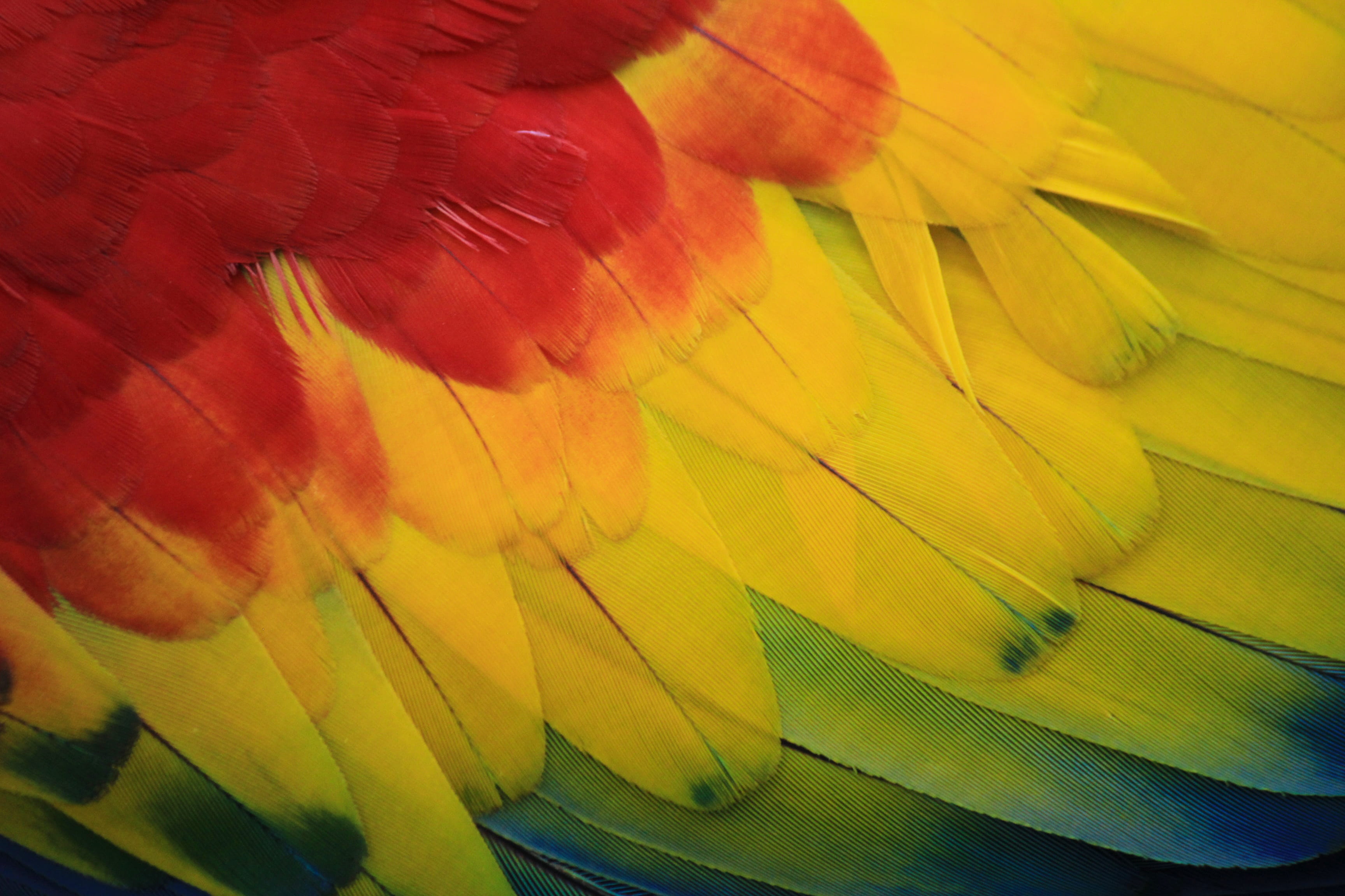 plumage, textured, 2K, full frame, multi colored, photography, fragility, day, nature, amazon, pet, scarlet, yellow, animal, feathers, parrot, exotic bird, HD Wallpaper