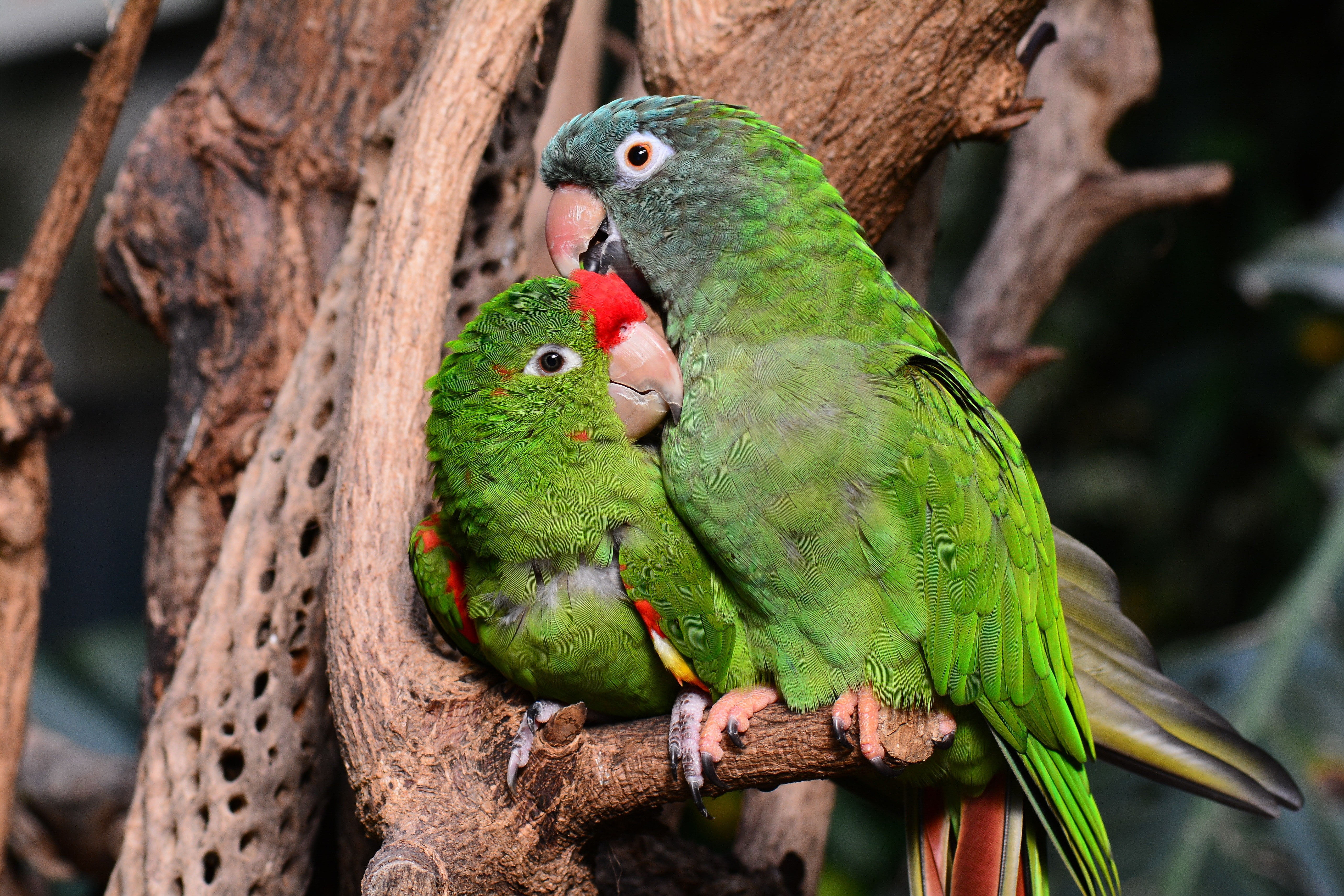 birds, parrot, 5K, HD Wallpaper