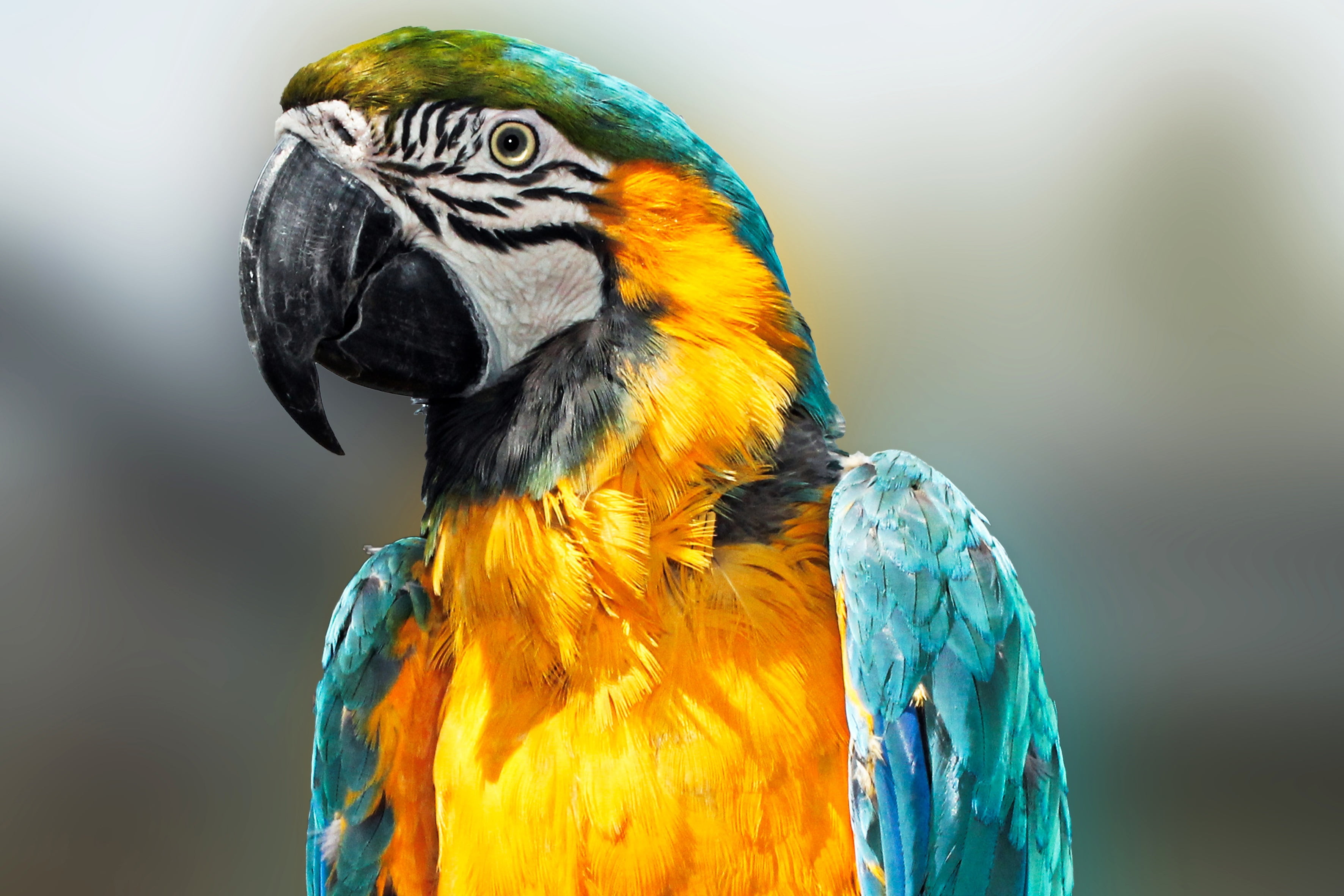 animal Wing, vibrant Color, colors, pets, animal themes, tropical Climate, focus on foreground, yellow, wildlife, animal, gold And Blue Macaw, animal head, HD Wallpaper