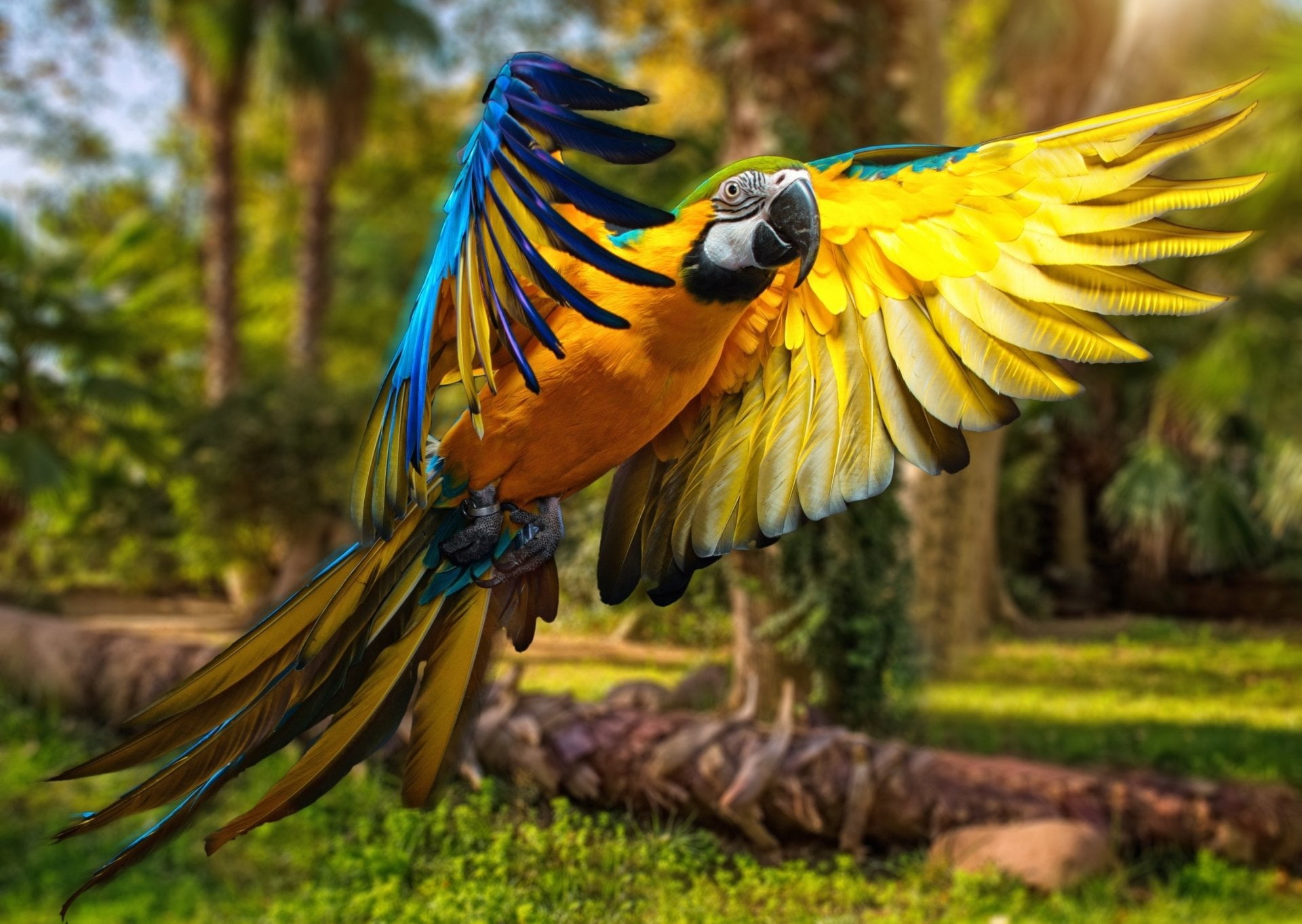 animal, focus on foreground, multi colored, animal themes, yellow, one animal, Flight, bird, Birds, no people, Blue-and-yellow Macaw, Macaw, spread wings, HD Wallpaper