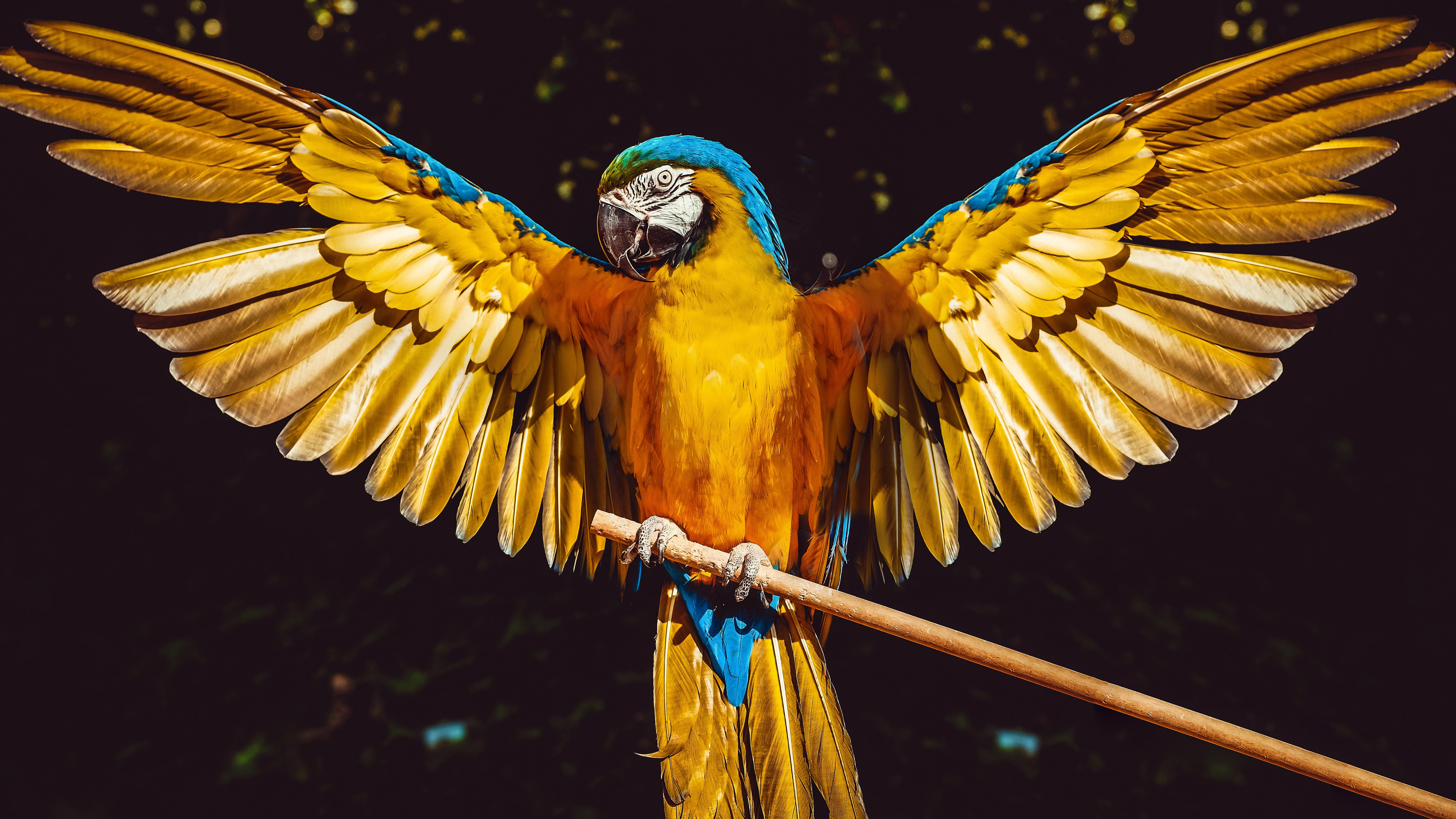 Blue-and-yellow Macaw, Parrot, 5K, Birds, Bird, HD Wallpaper
