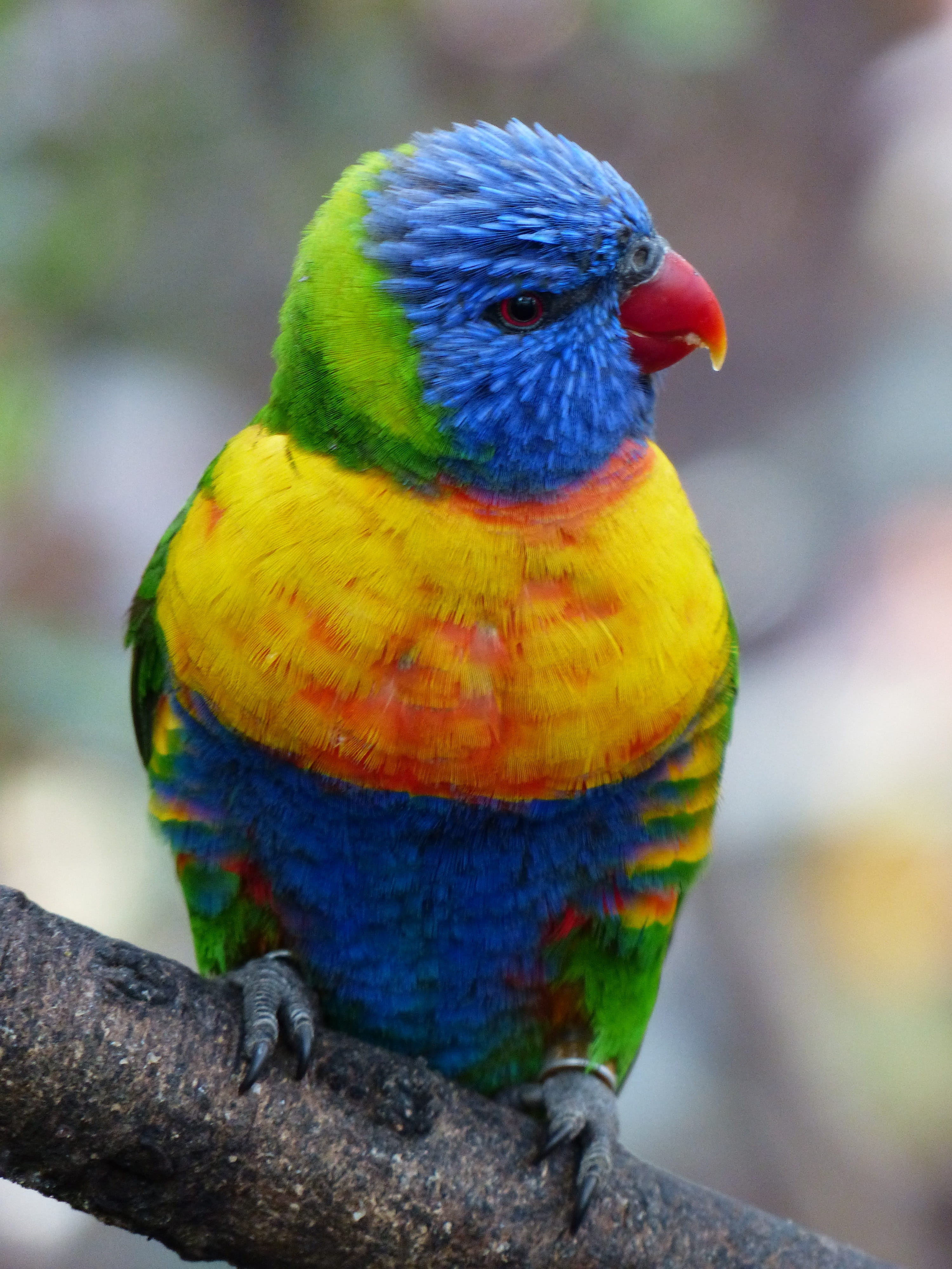 parrot, no people, psittaciformes, color, actual parrots, multi Colored, branch, animal themes, animals In The Wild, photography, blue cheek lori, tree, Phone HD Wallpaper