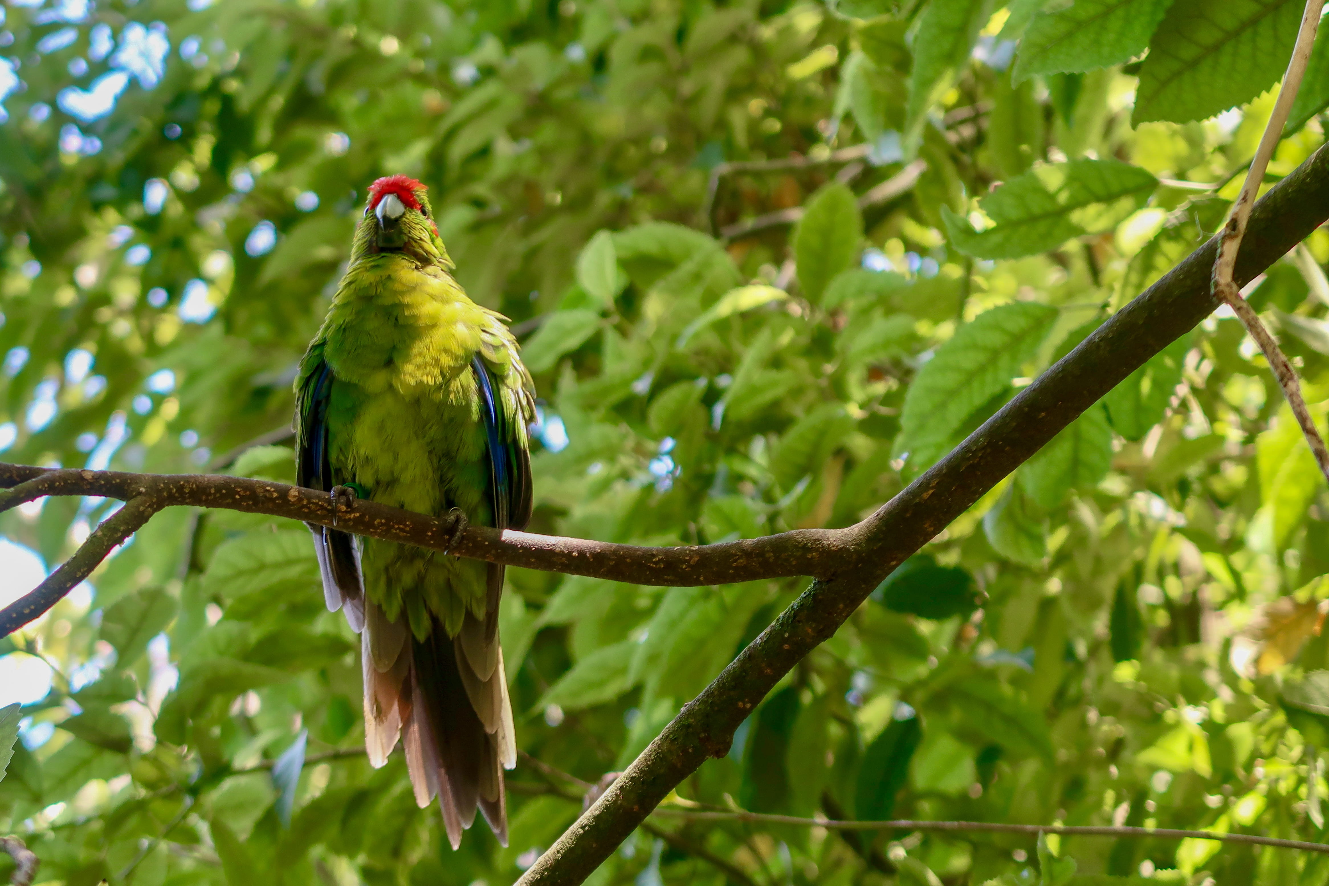 day, plant, perching, land, green color, plant part, branch, animals in the wild, forest, otorohanga, kakariki, bush, new zealand, no people, parrot, beak, HD Wallpaper