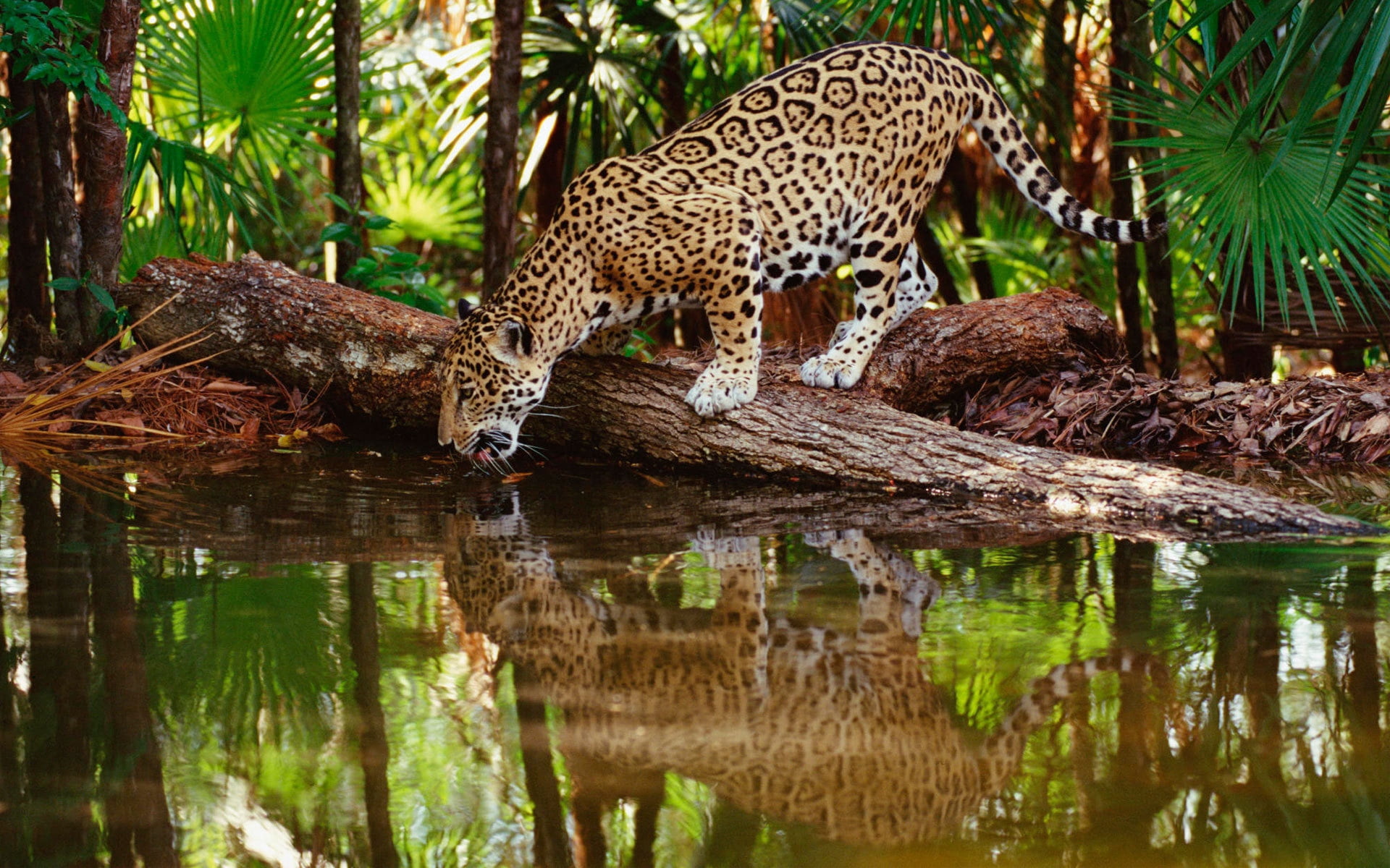 endangered Species, wildlife Reserve, tree, nature, beauty In Nature, big Cat, national Park, serengeti National Park, spotted, large, outdoors, animals Hunting, HD Wallpaper