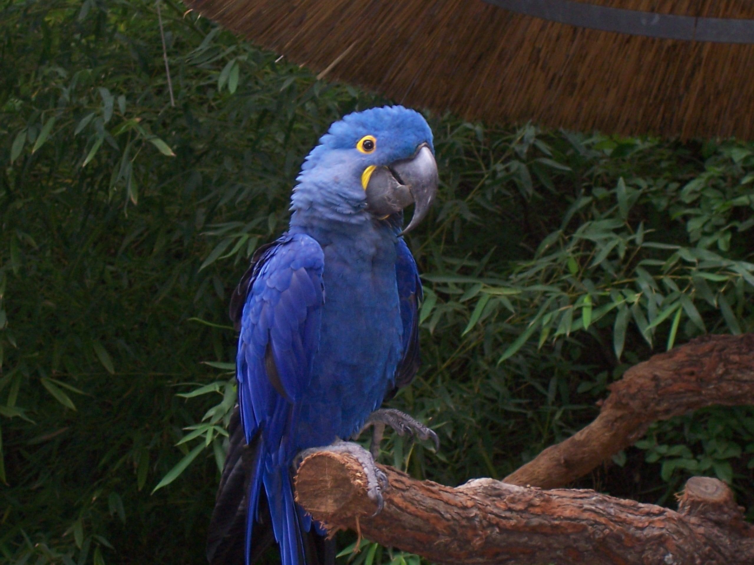 2K, blue, animals, animal, beautiful, macaw, bird, hyacinth, HD Wallpaper