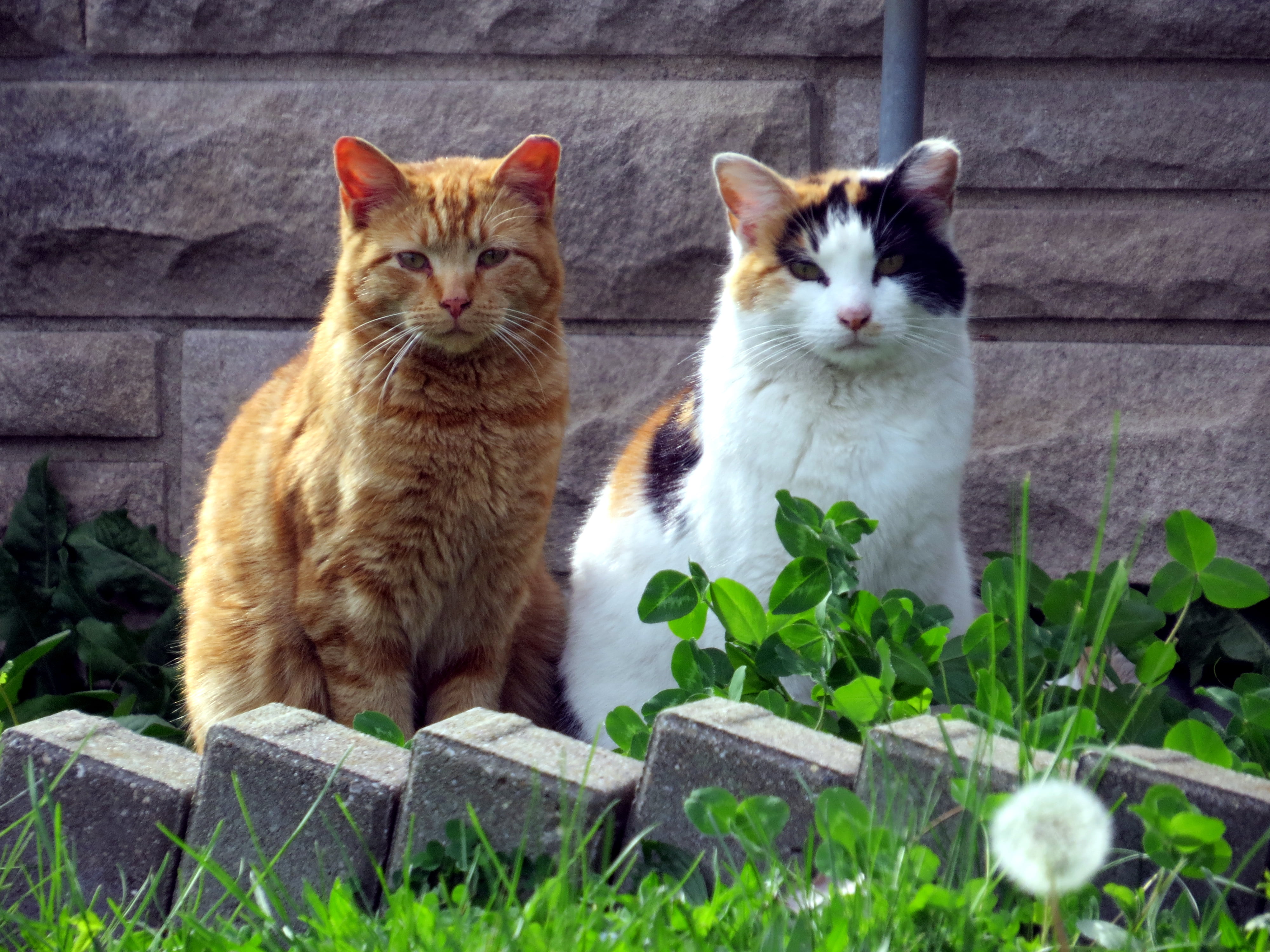 white, people, usa  outdoors, domestic Animals, cute, cemetery, birds, outdoors, eyes, cats, crown hill, 4K, random, fur, short, animals, brown, pets, HD Wallpaper