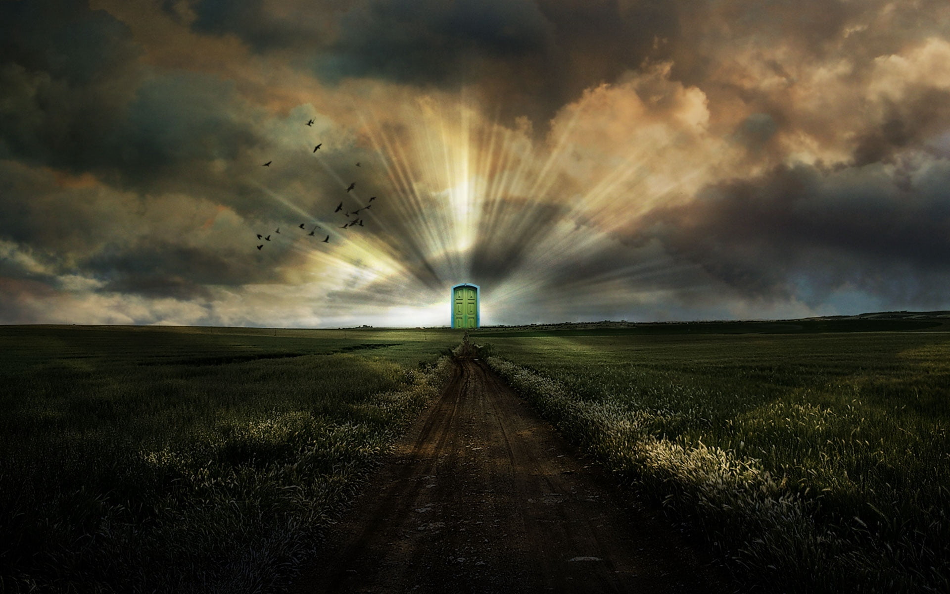 plant, birds, motion, light, doors in paradise, backgrounds, direction, night, storm, sun, the way forward, field, sunset, meadow, landscape, cloud - Sky, HD Wallpaper