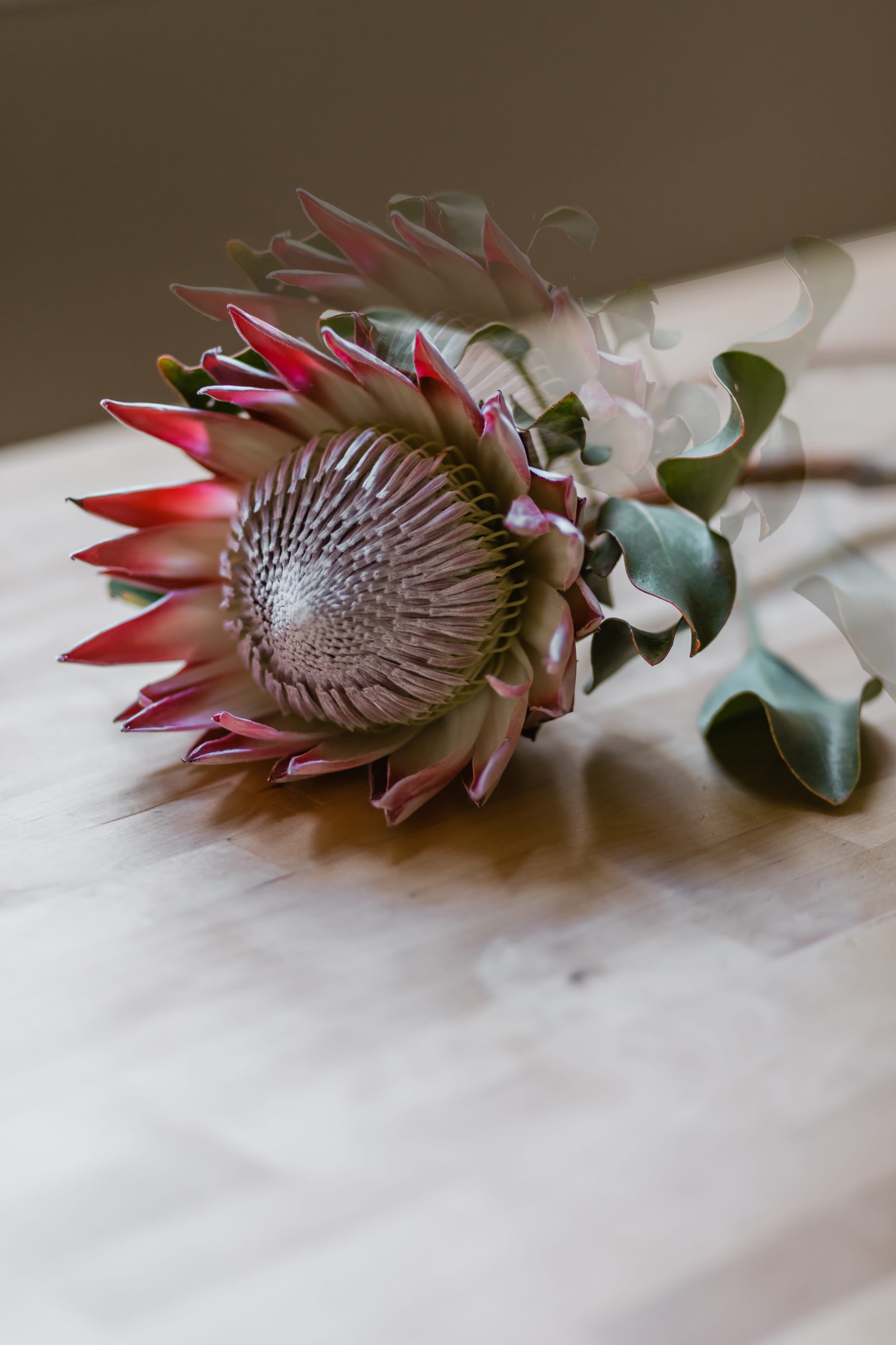 head, petal, flora, animal, protea, bloom, selective focus, white, animal wildlife, marine, artsy, shot, airy, detail, wooden, macro, plant, photography, Phone HD Wallpaper