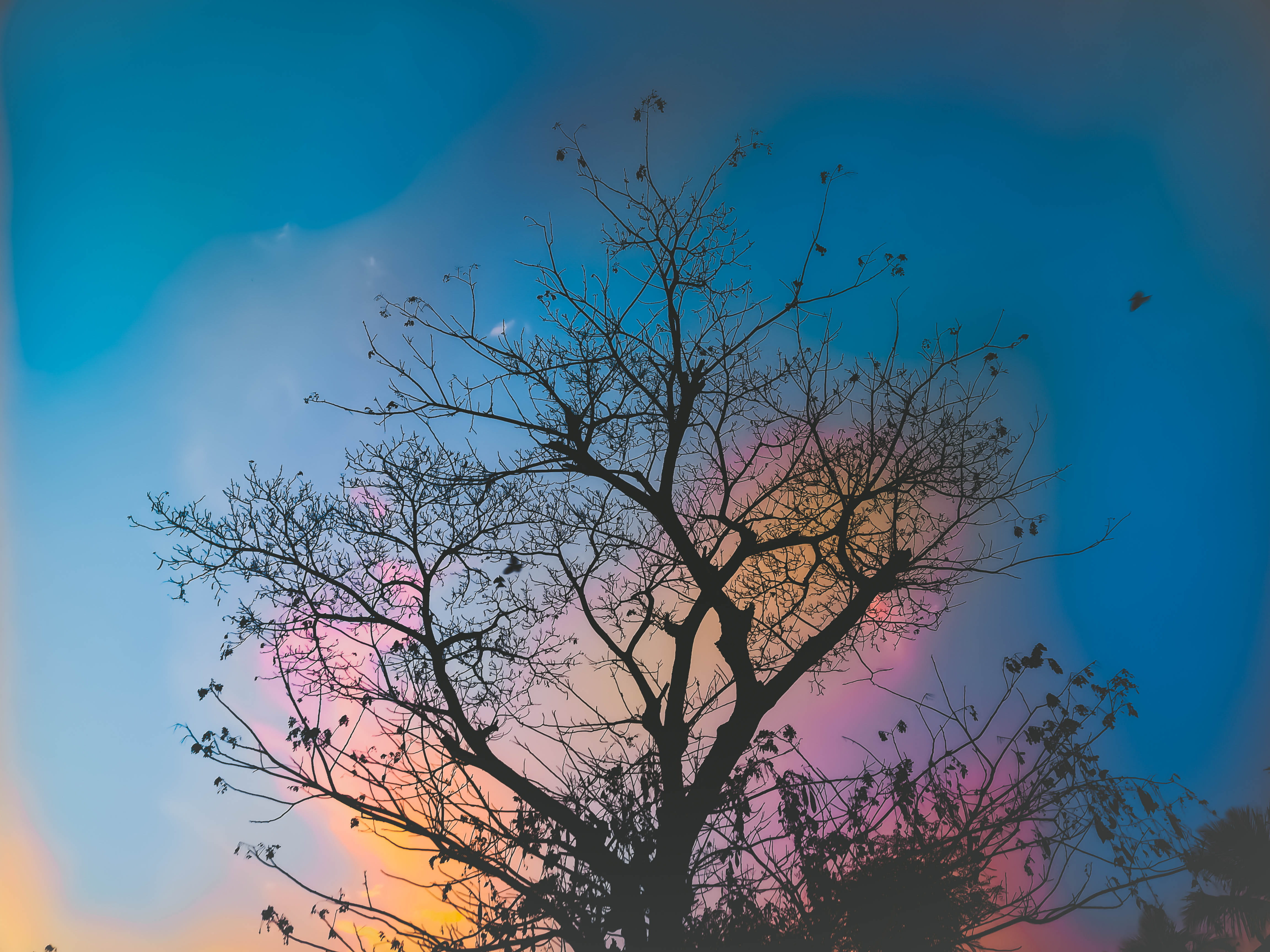 cloud - sky, silhouette, angle, sun, no people, dawn, summer, beautiful, bare, bare tree, leaves, growth, flora, tranquility, pink color, color, photography, HD Wallpaper