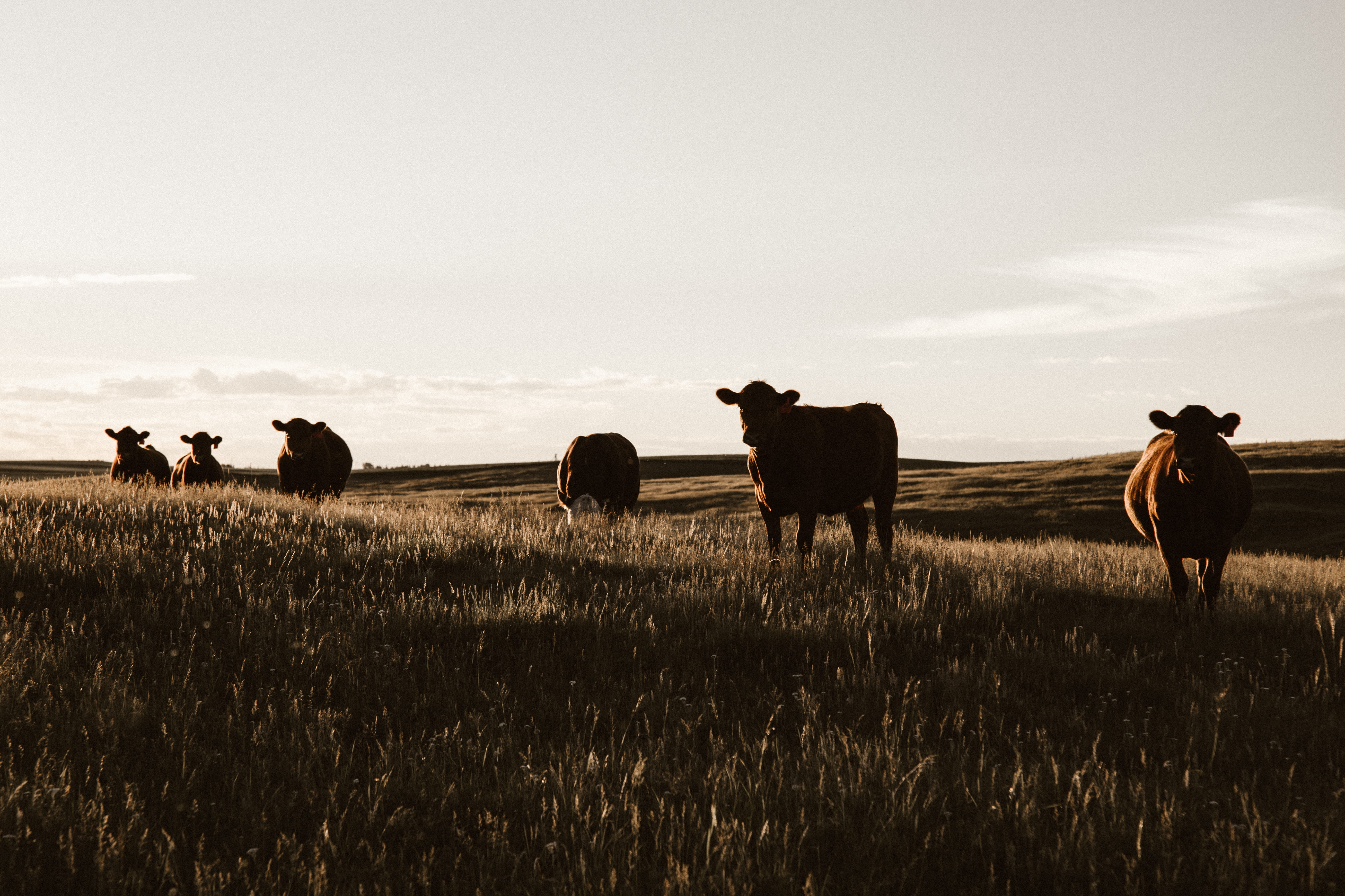 sunrise, nature, albertum, medium group of animals, wilderness, herbivorous, explore, backroad, grass, group of animals, adventure, livestock, animals in the wild, HD Wallpaper